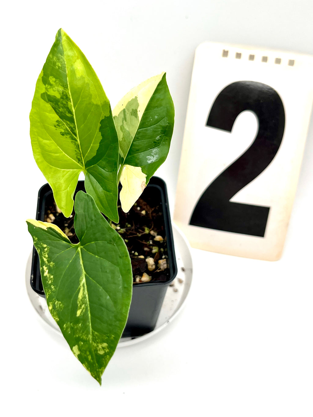 Syngonium Aurea