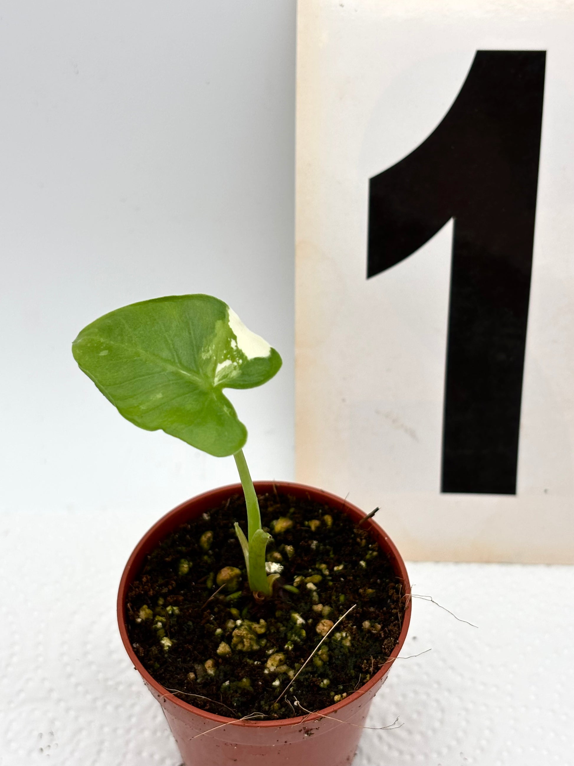 Alocasia Cucullata Crinkles Variegata - Exotic-Flowers