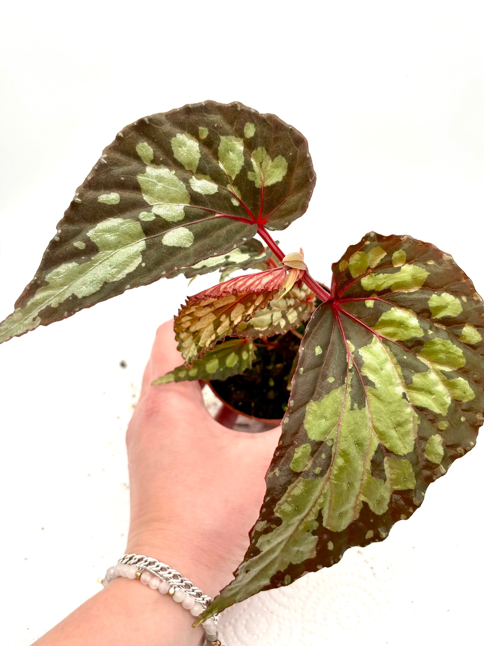 Schöne Begonia Umbrella von Exotic-Flowers mit bunten Blüten und grünen Blättern, perfekt für dekorativen Gartenschmuck