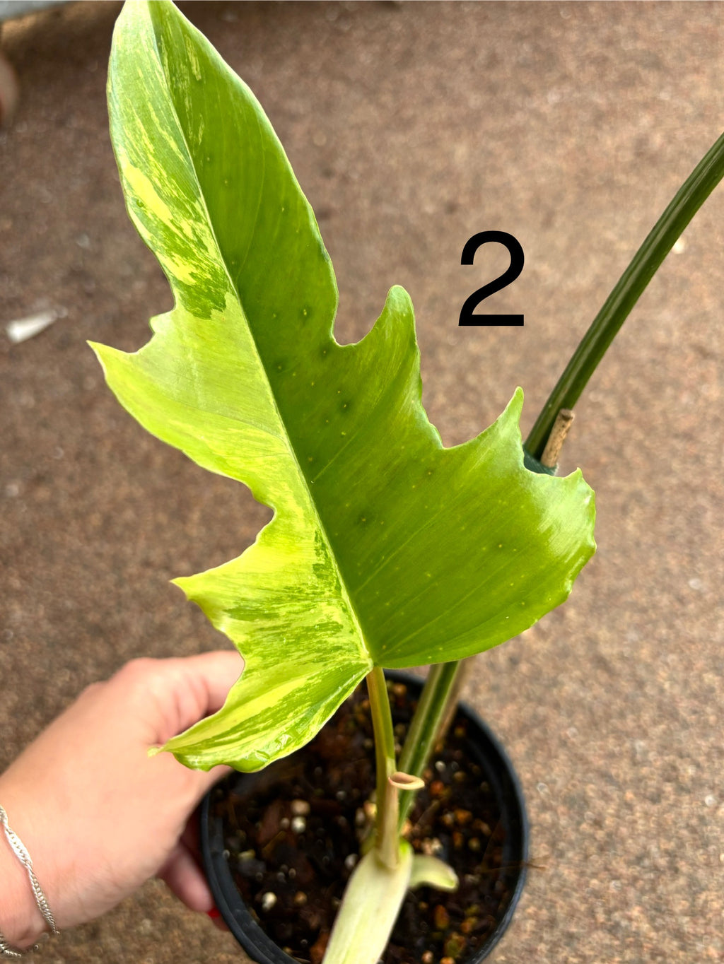 Philodendron Tortum Variegata x Florida Beauty