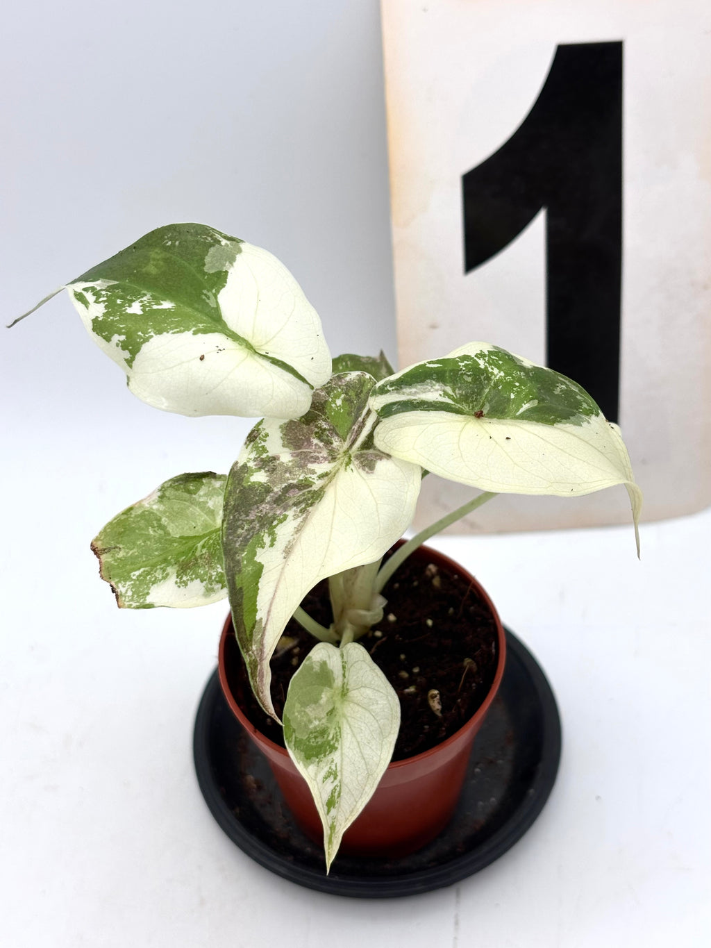 Alocasia Wentii Albo / Pink Variegata
