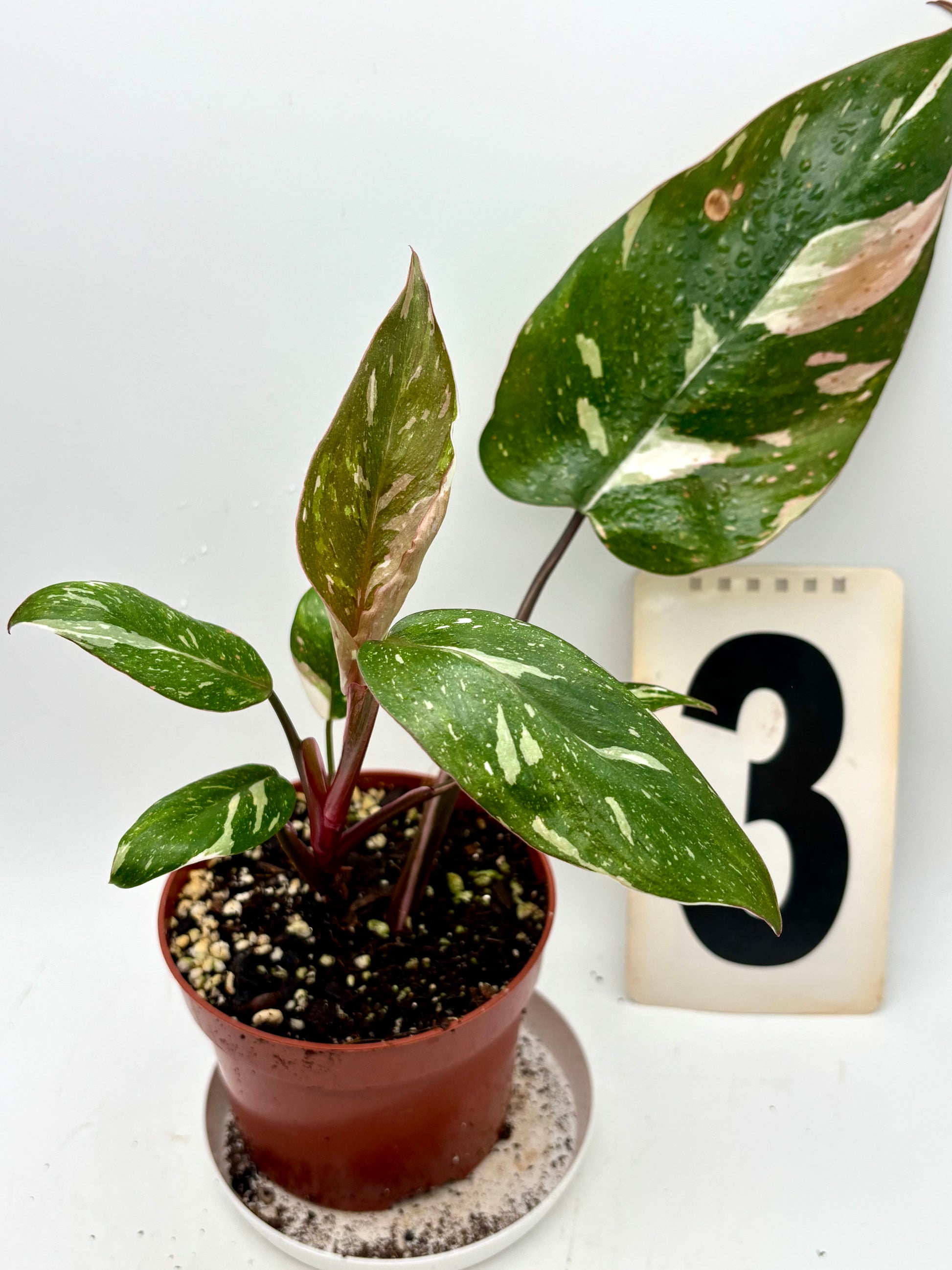 Philodendron Red Anderson