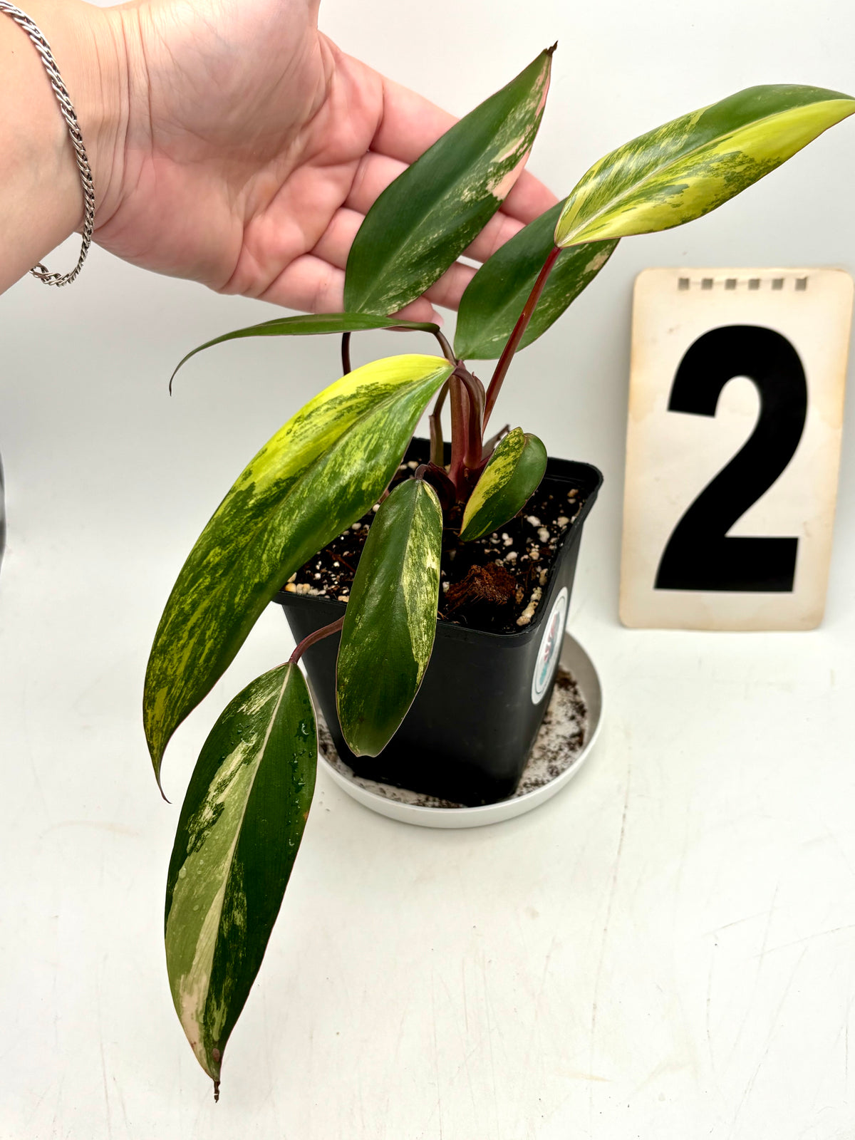 Philodendron Strawberry Shake von Exotic-Flowers, grüne Pflanze mit roten Blättern, auf natürlichem Hintergrund sichtbar