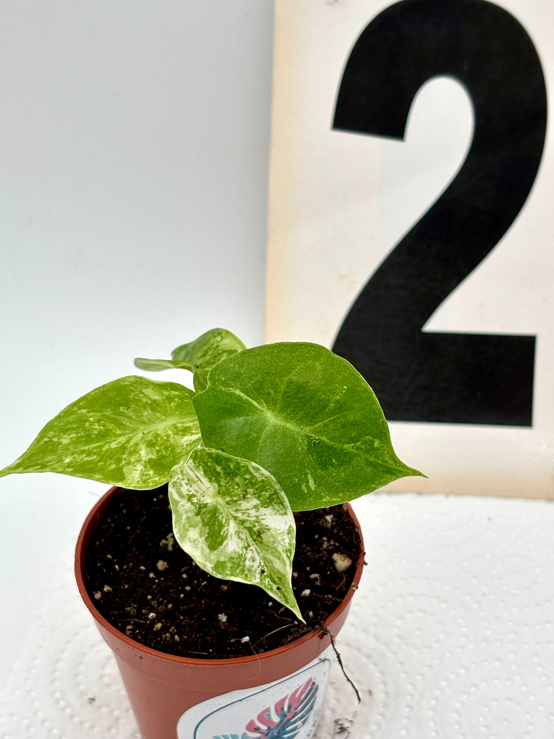 Alocasia Nairobi Night Variegata