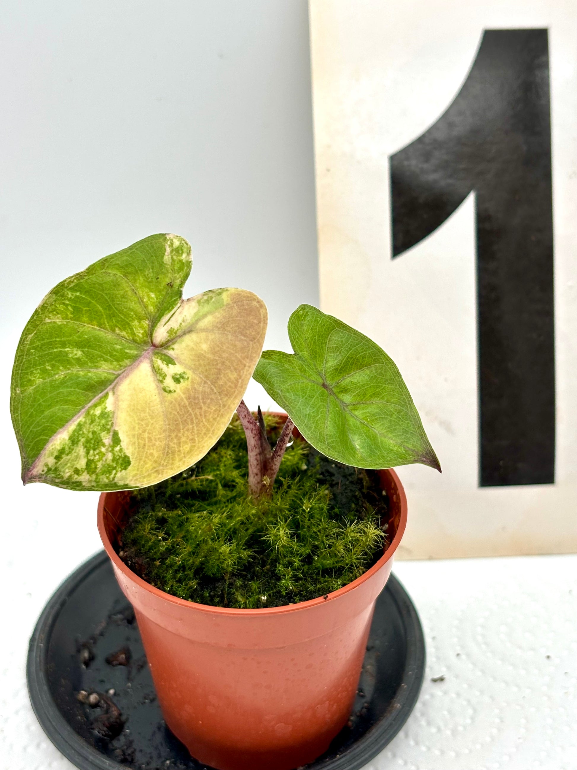 Alocasia Yucatan Princess Variegata Pflanze mit grünen und weißen Blättern, exotische Zimmerpflanze von Exotic-Flowers