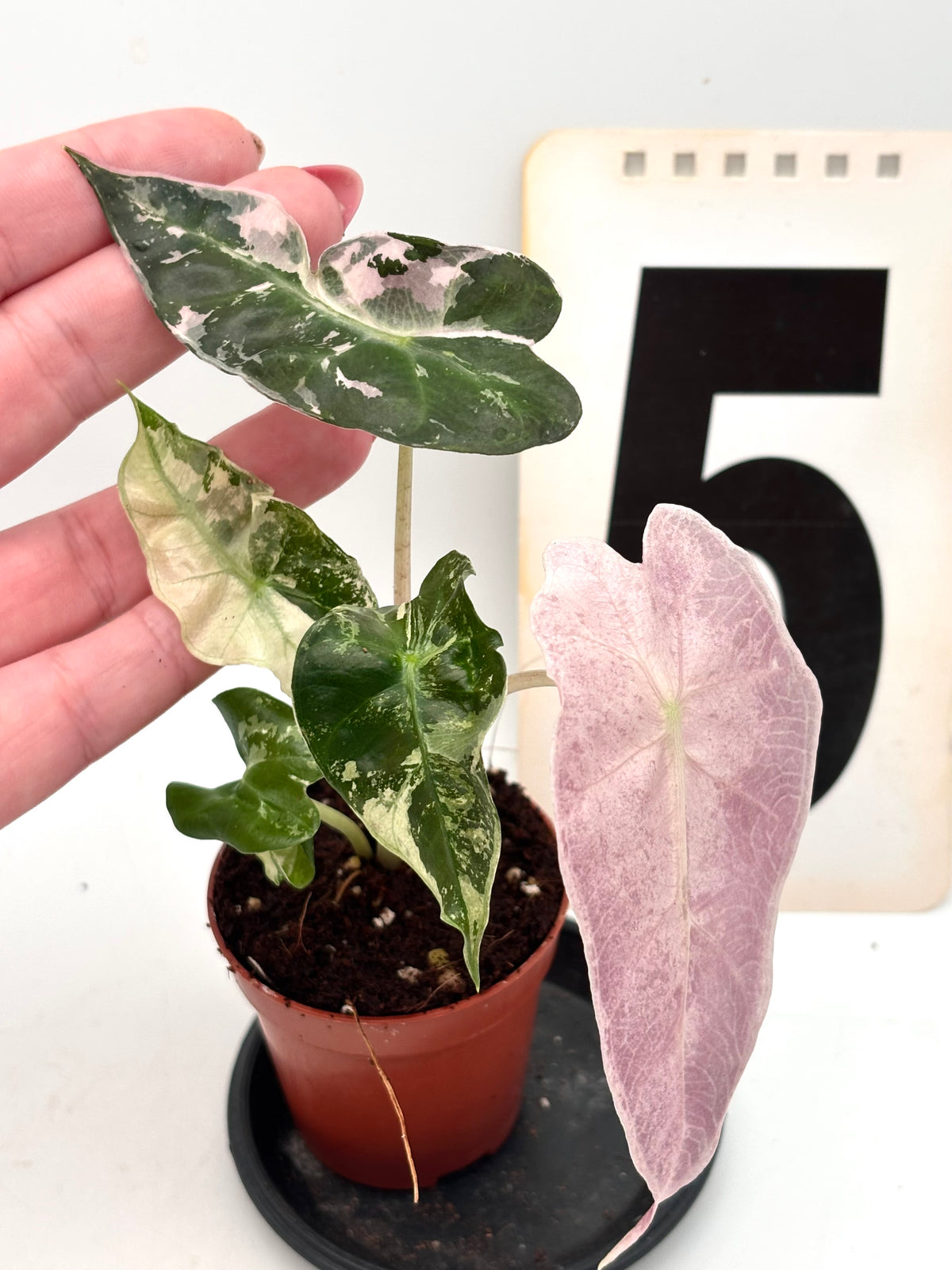 Alocasia Polly Variegata ‚Snowflake‘ von Exotic-Flowers, grüne Pflanze mit weißen, variegierten Blättern, Nahaufnahme
