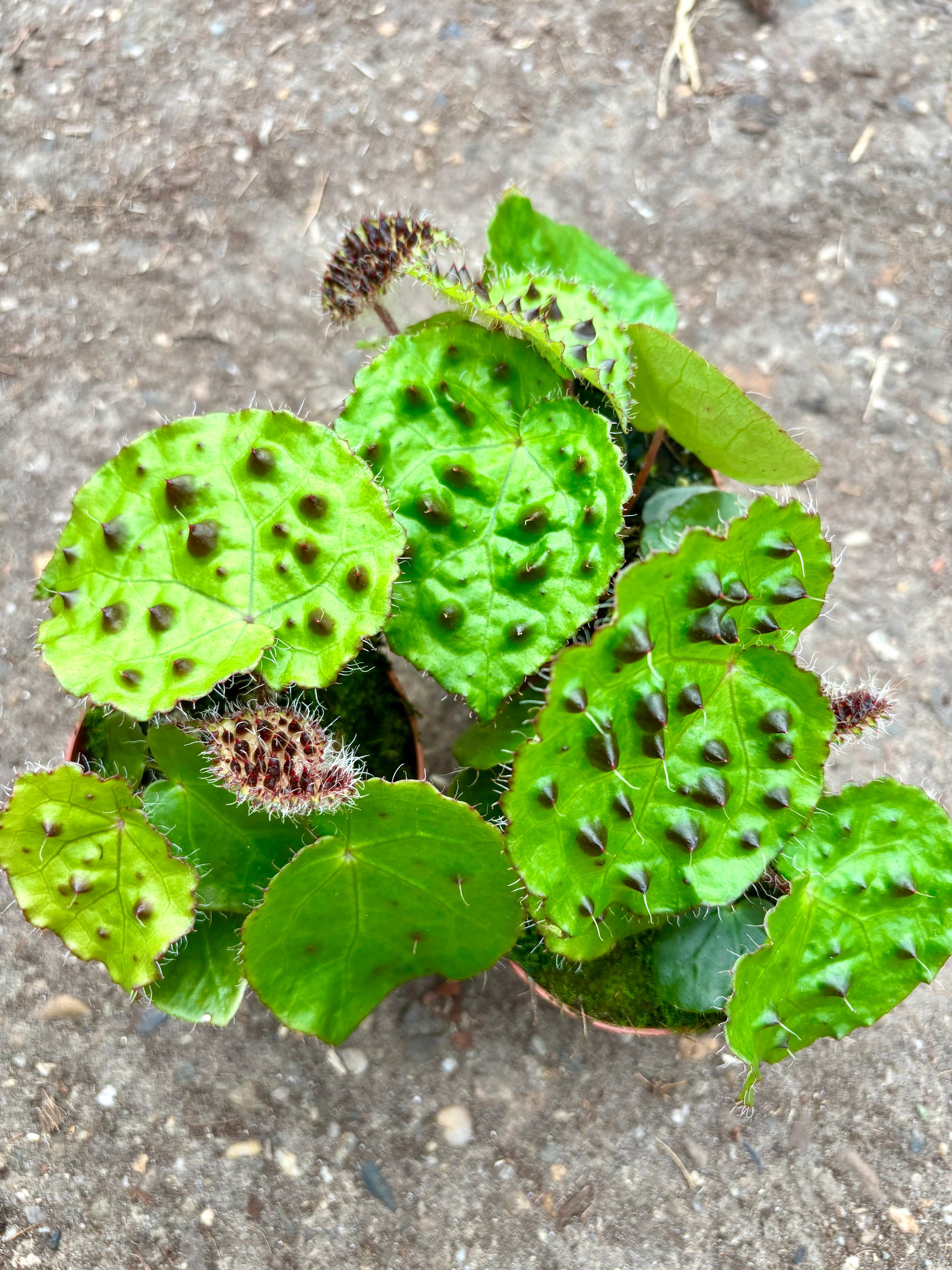 Bengonia Ferox Pflanze von Exotic-Flowers mit grünen Blättern und auffälligen roten Blüten, auf einem Gartentisch.