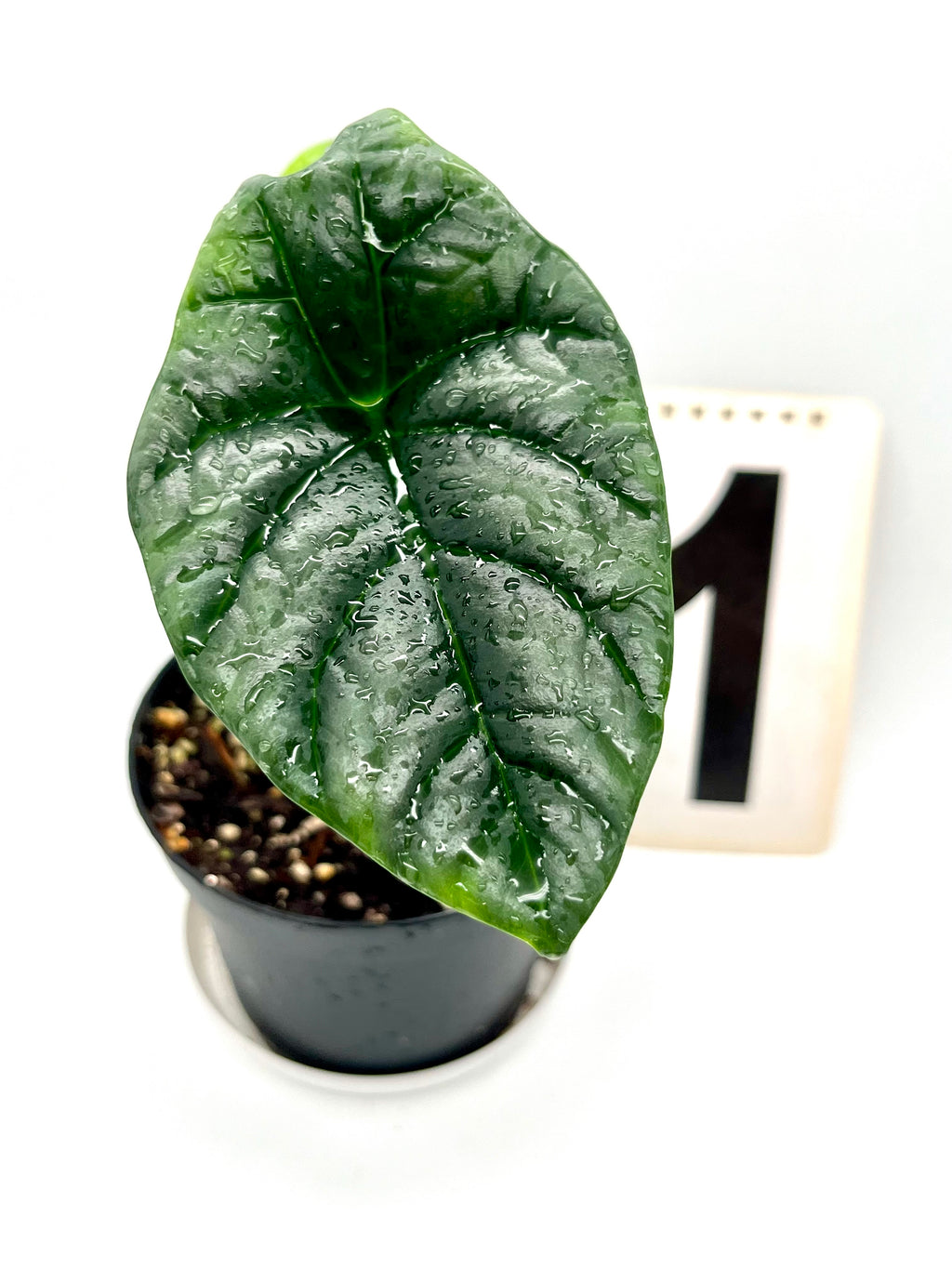 Alocasia Sinuata