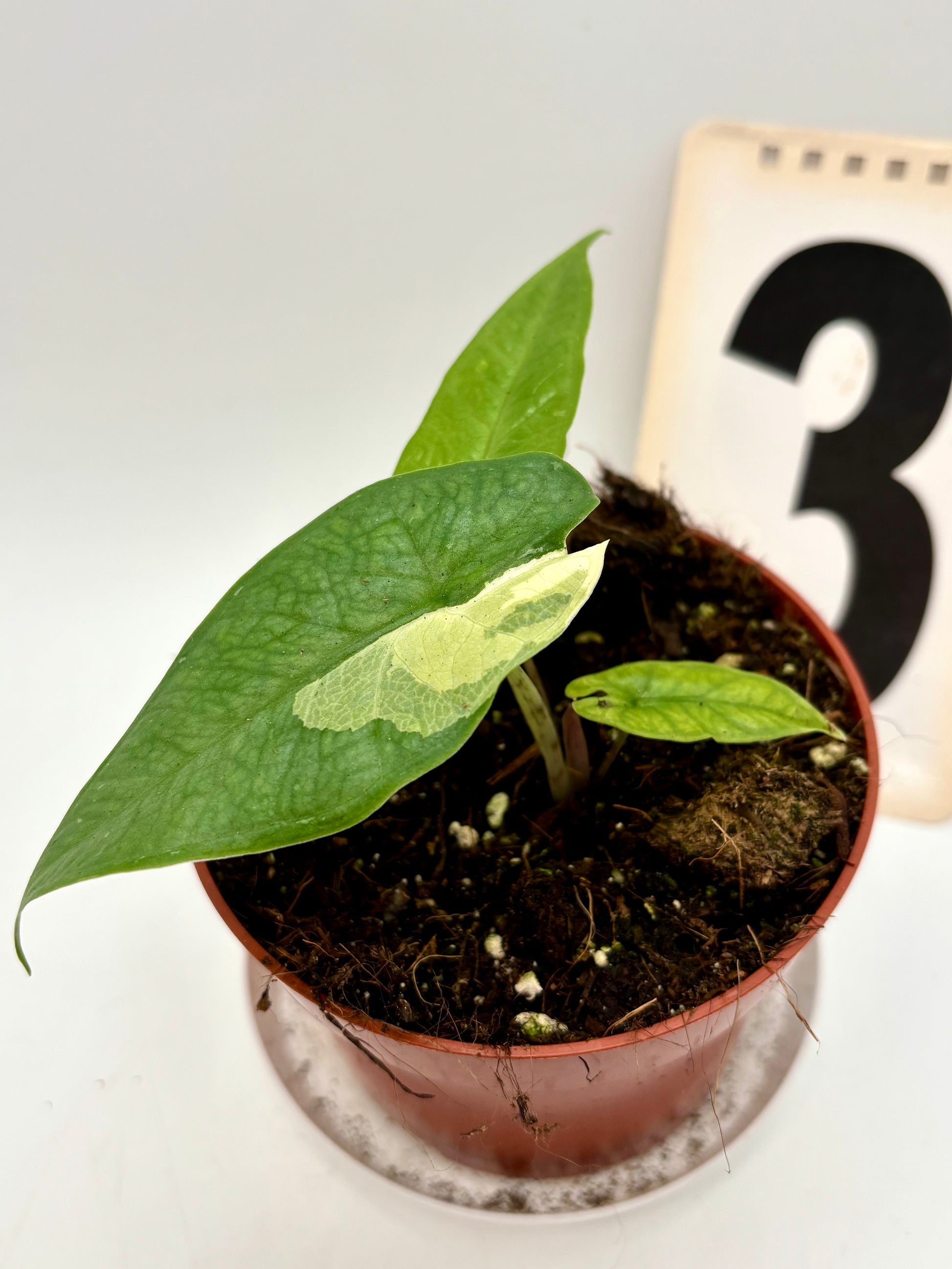 Alocasia Carpet sp Sulawesi Variegata