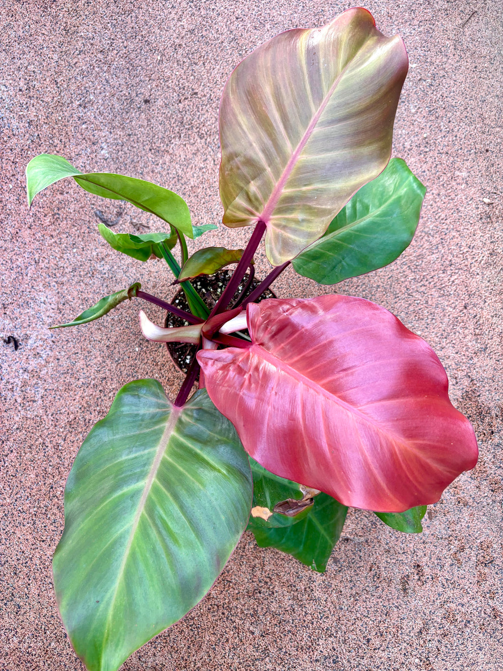 Philodendron Yellow Flame