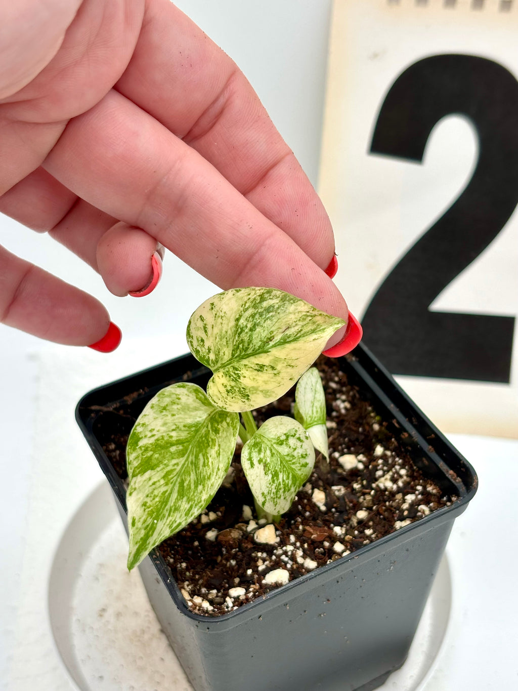 Monstera White Monster