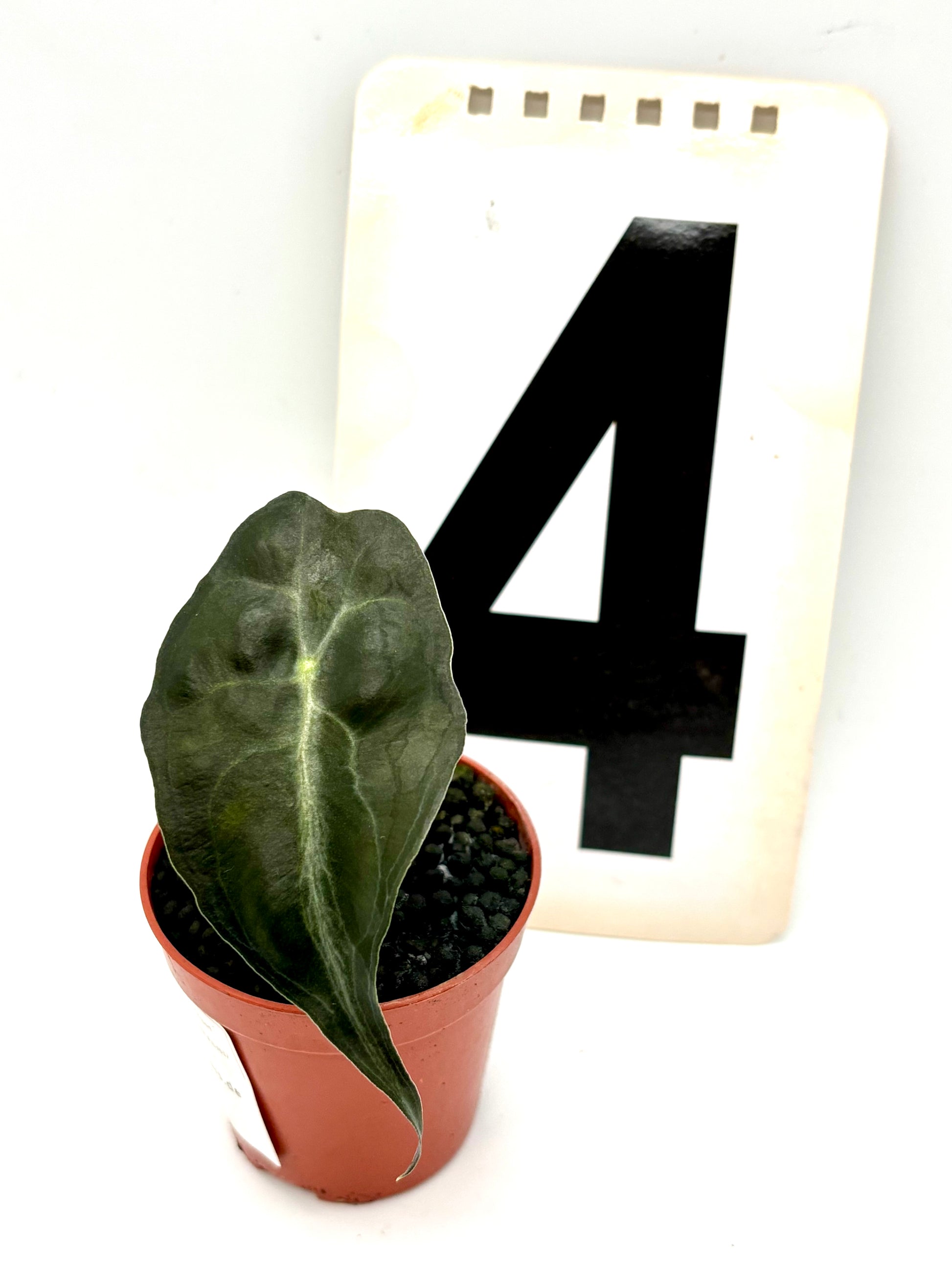 Alocasia Venom