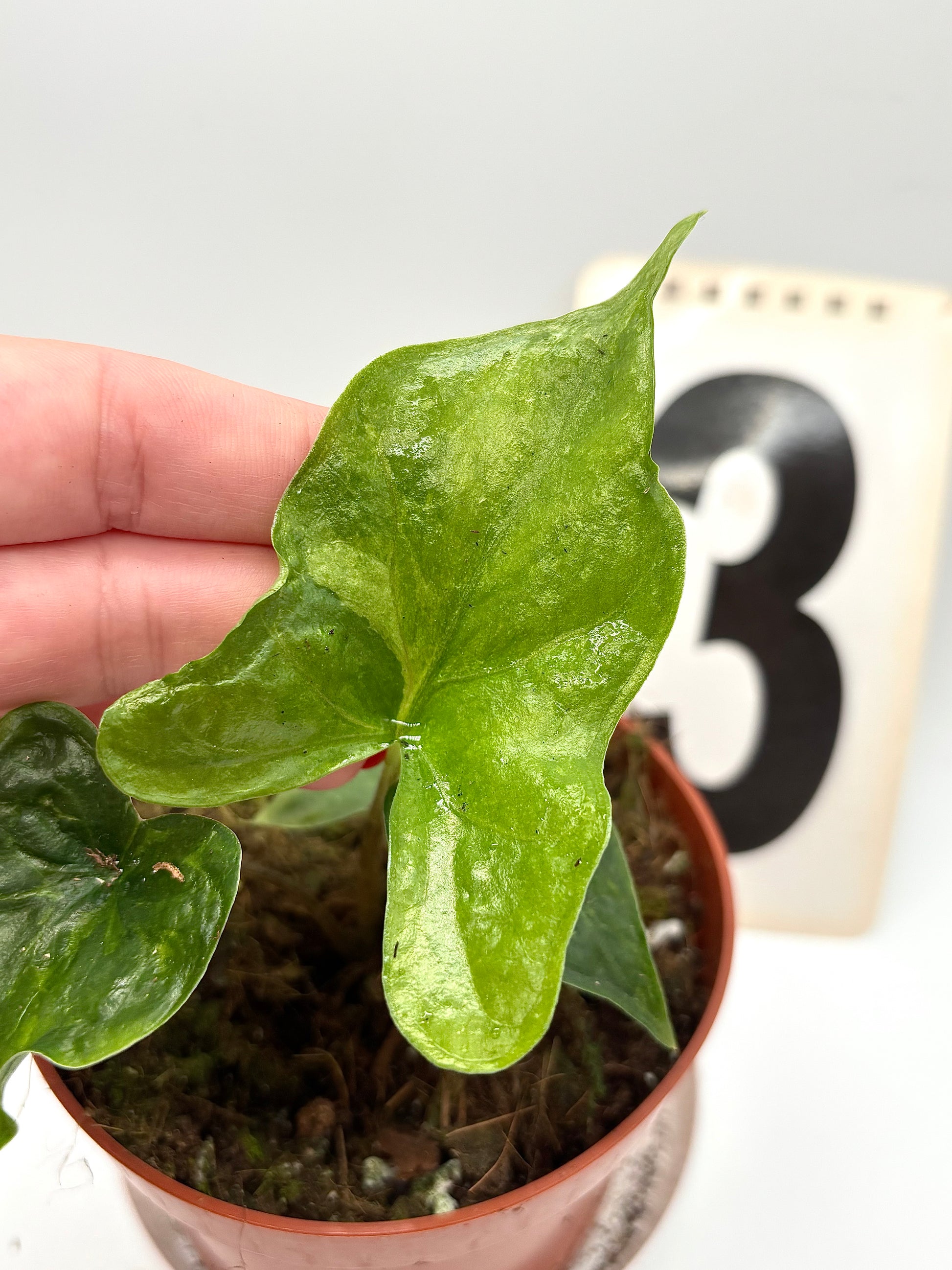 Alocasia Bat Wing Variegata