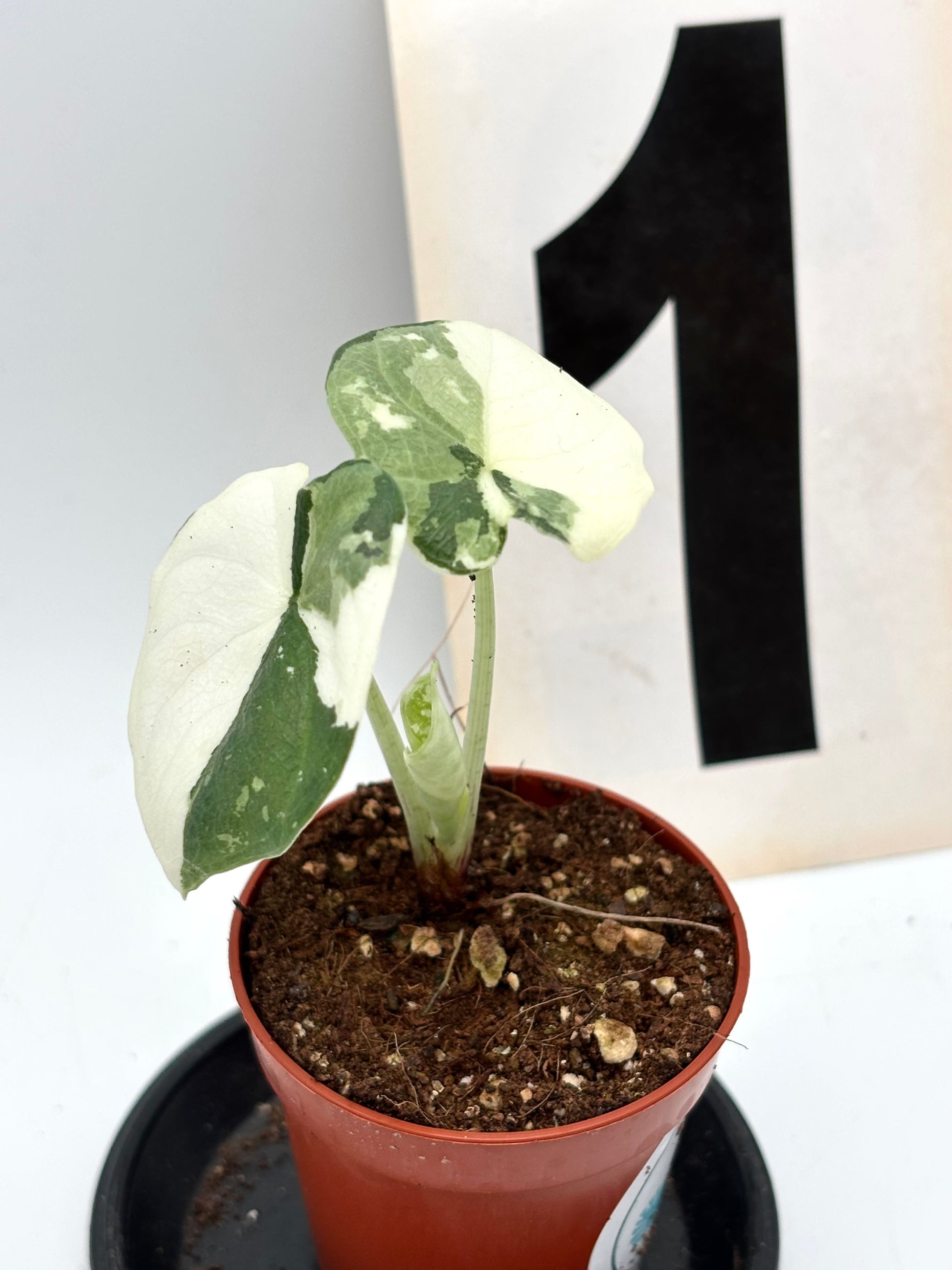 Alocasia Melo Albo Variegata Pflanze mit grünen und weißen Blättern, von Exotic-Flowers, Nahaufnahme der Blattverzierungen