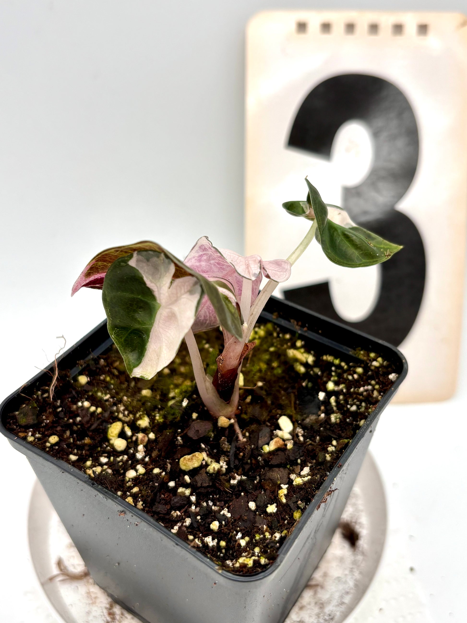 Alocasia Balloon Heart Variegata - Exotic-Flowers