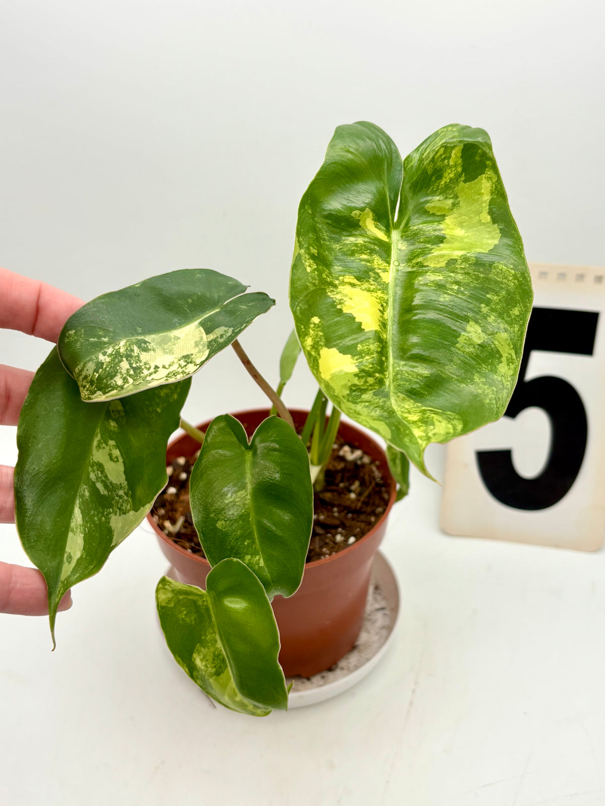 Exotic-Flowers Philodendron Burle Marx Variegata mit grün-weißen, variegierten Blättern auf einer Pflanze.