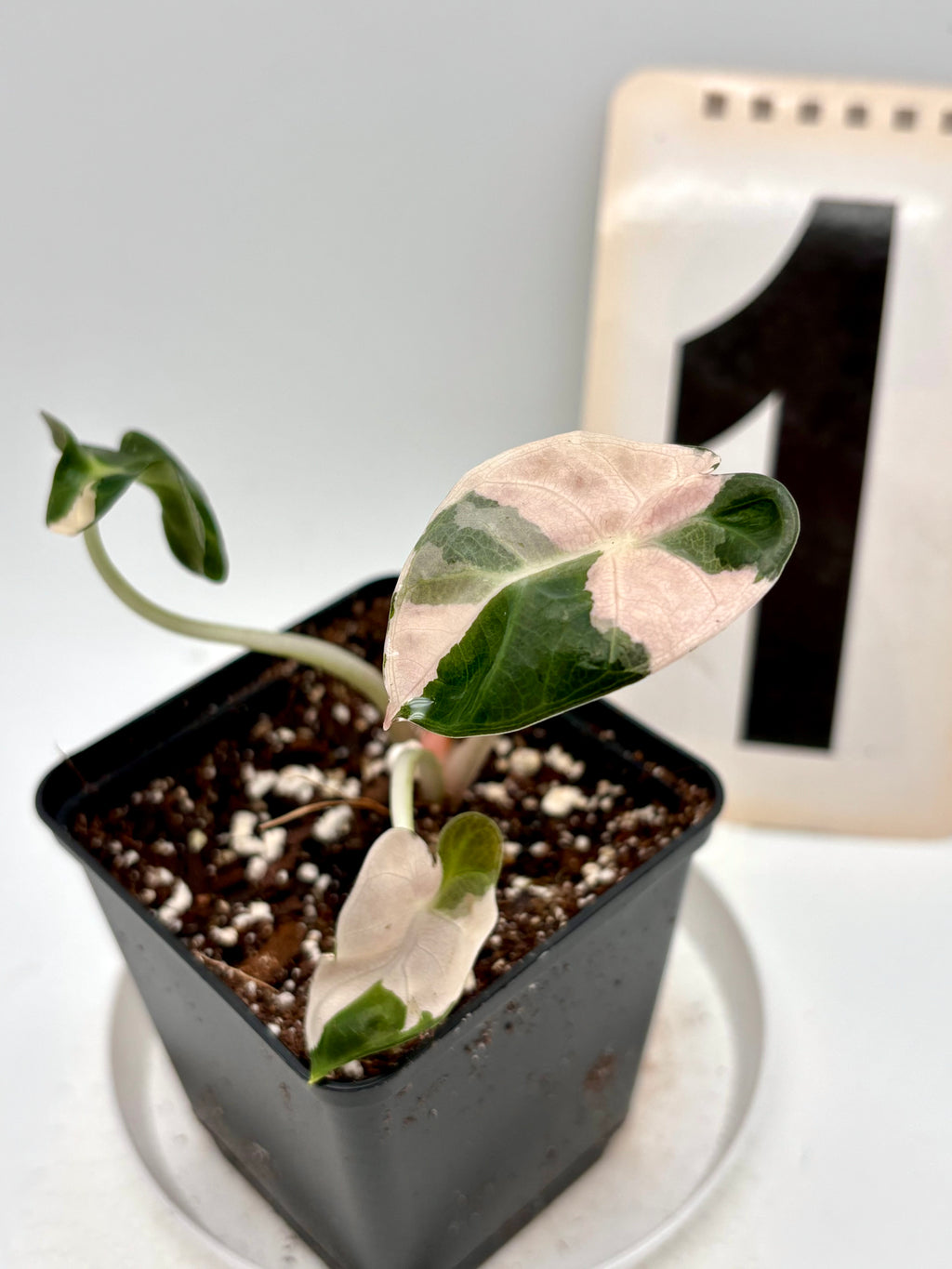 Alocasia Balloon Heart Variegata