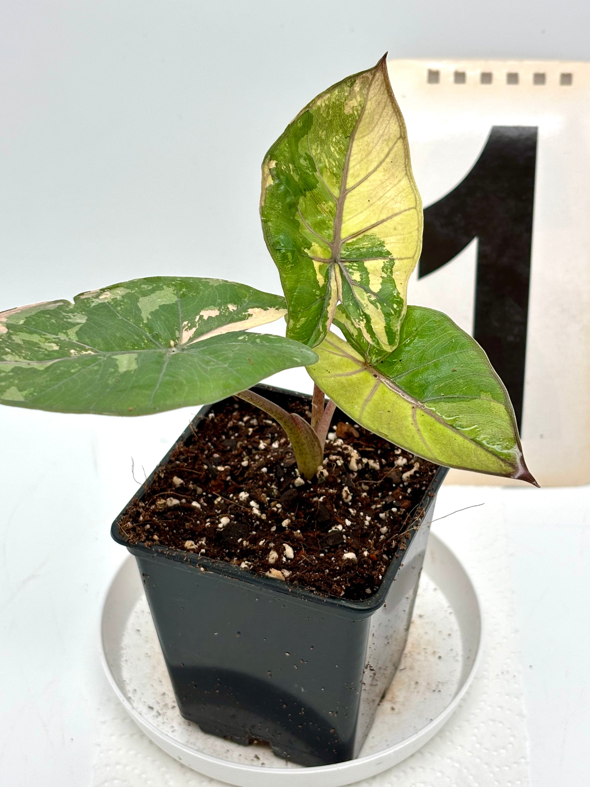 Alocasia Yucatan Princess Variegata
