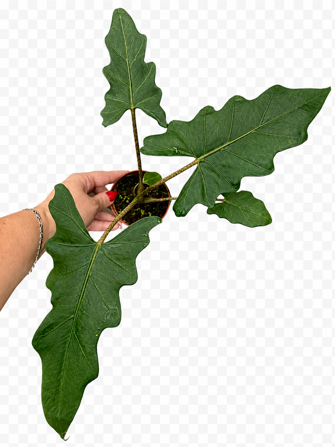 Alocasia Boa
