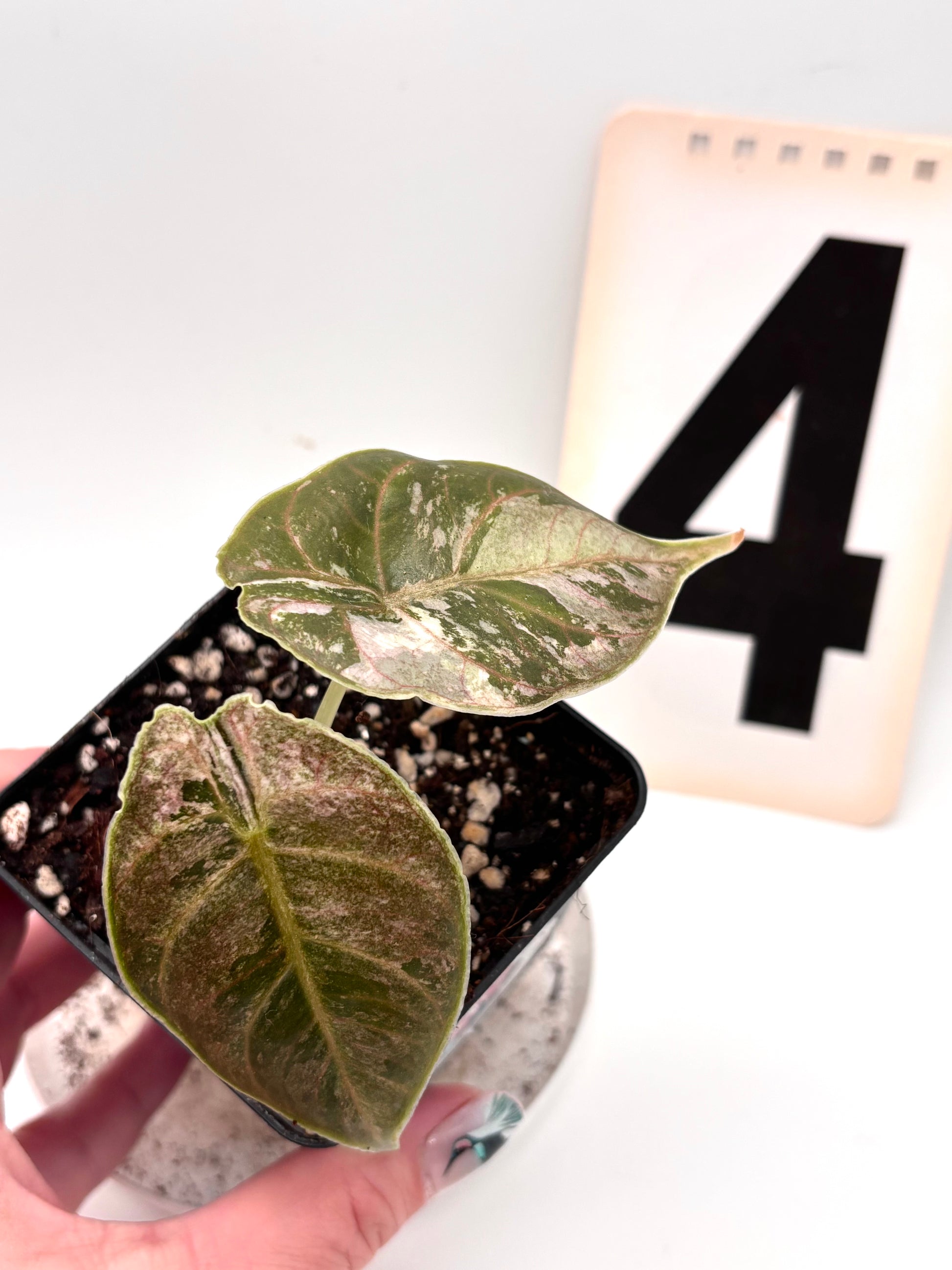 Alocasia Azlanii Variegata