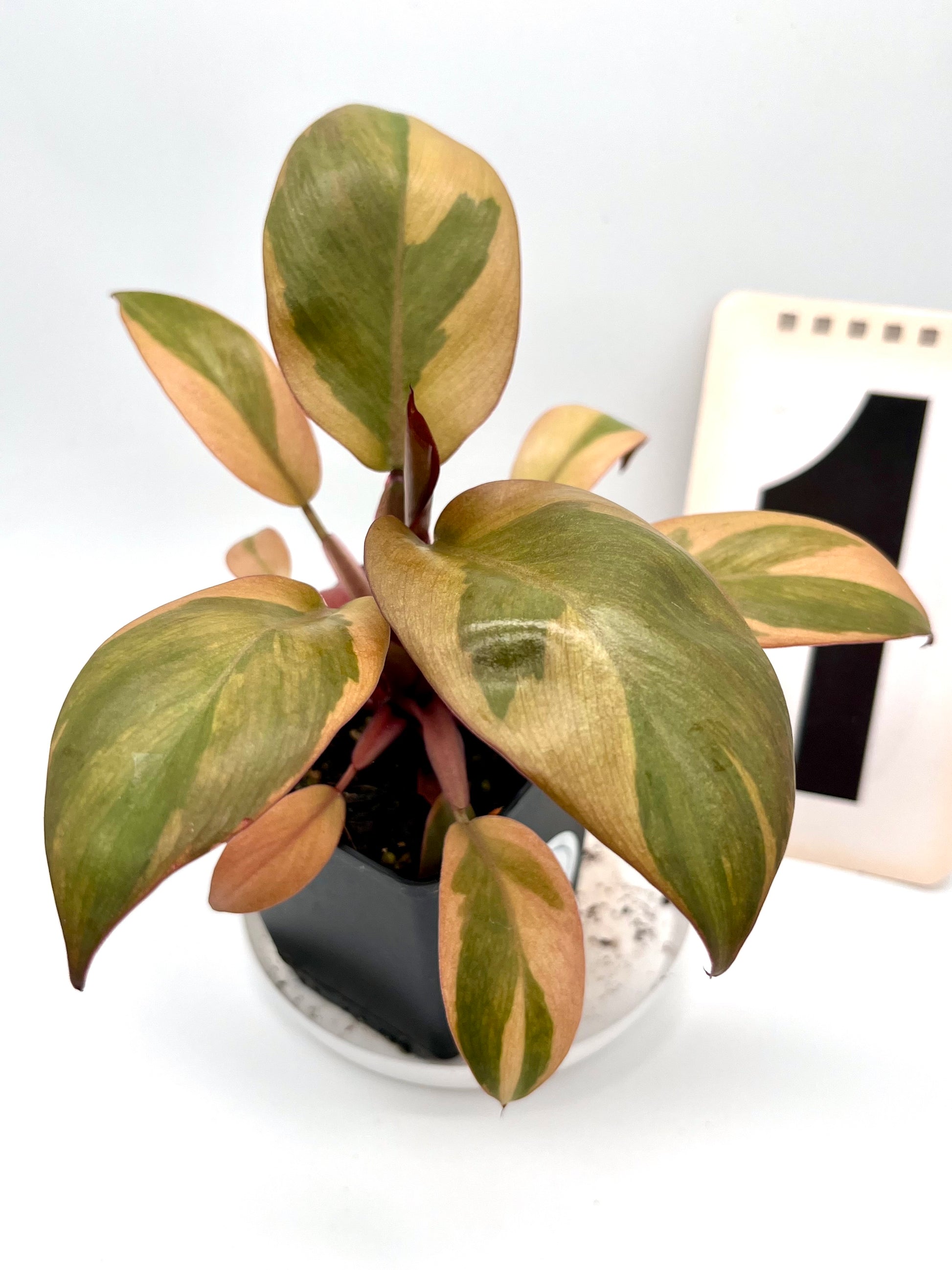 Philodendron Black Cardinal Variegata