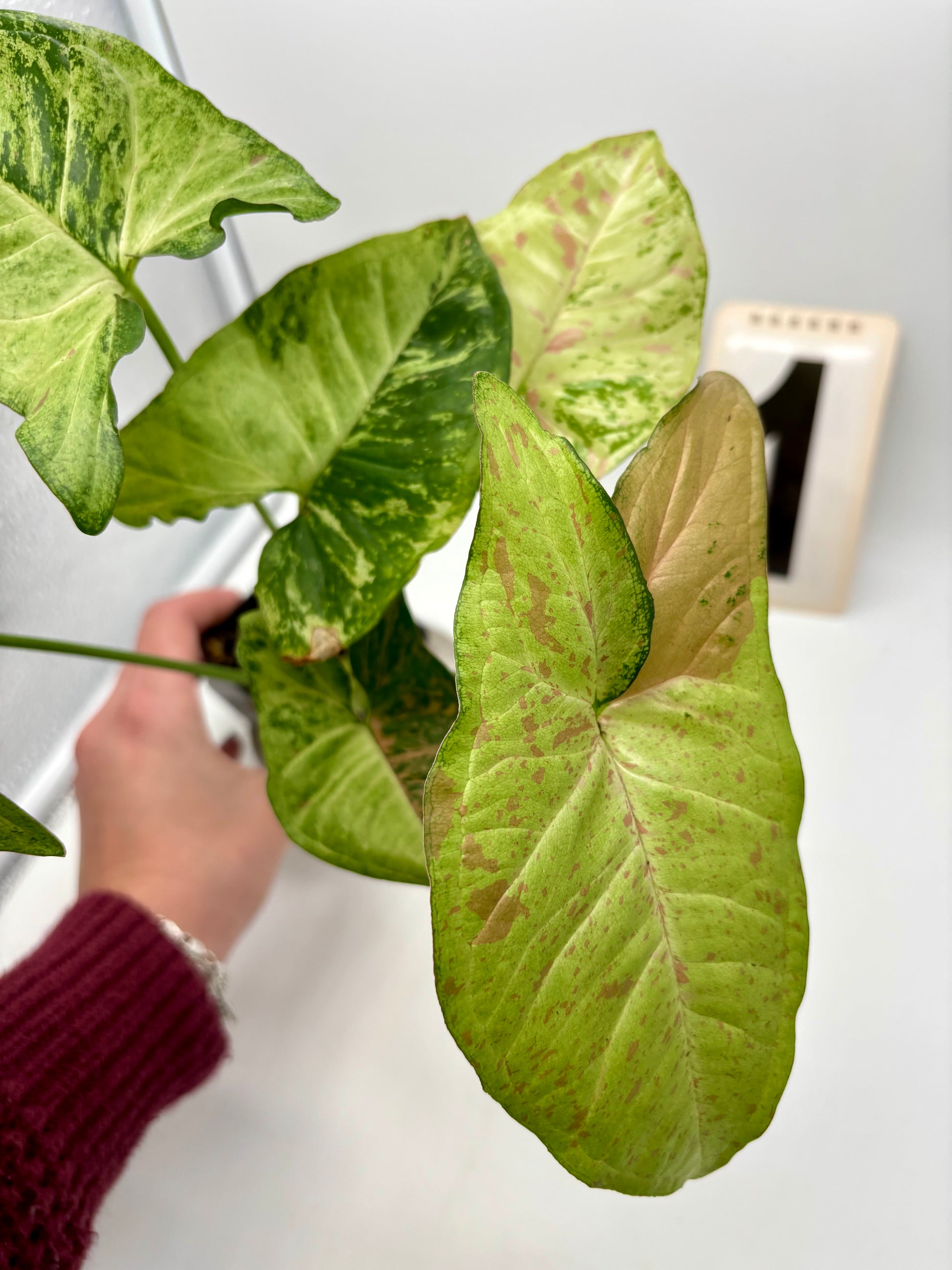 Syngonium Confetti Tricolor
