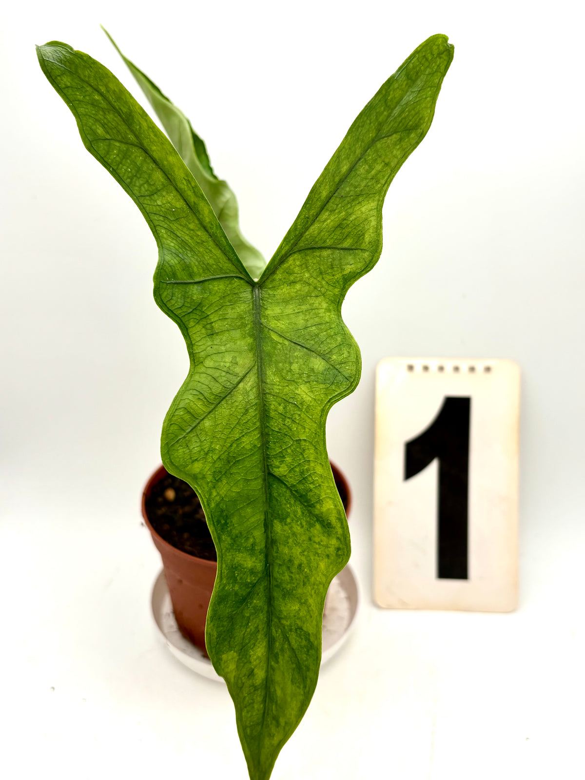 Alocasia Sabrina Variegata Pflanze mit großen grünen und weißen, gemusterten Blättern, im Topf auf einem Tisch.