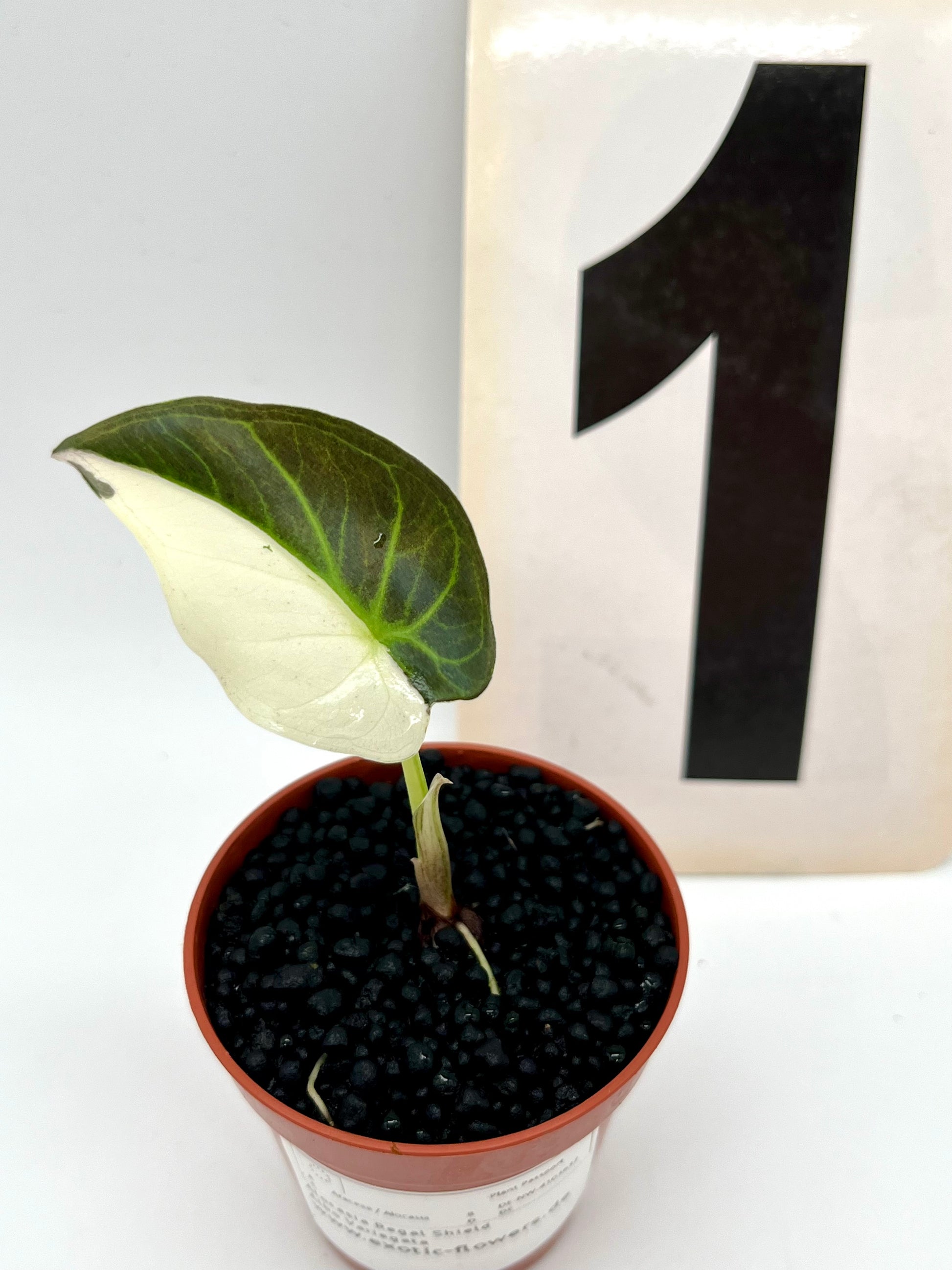 Alocasia Regal Shield Albo Variegata