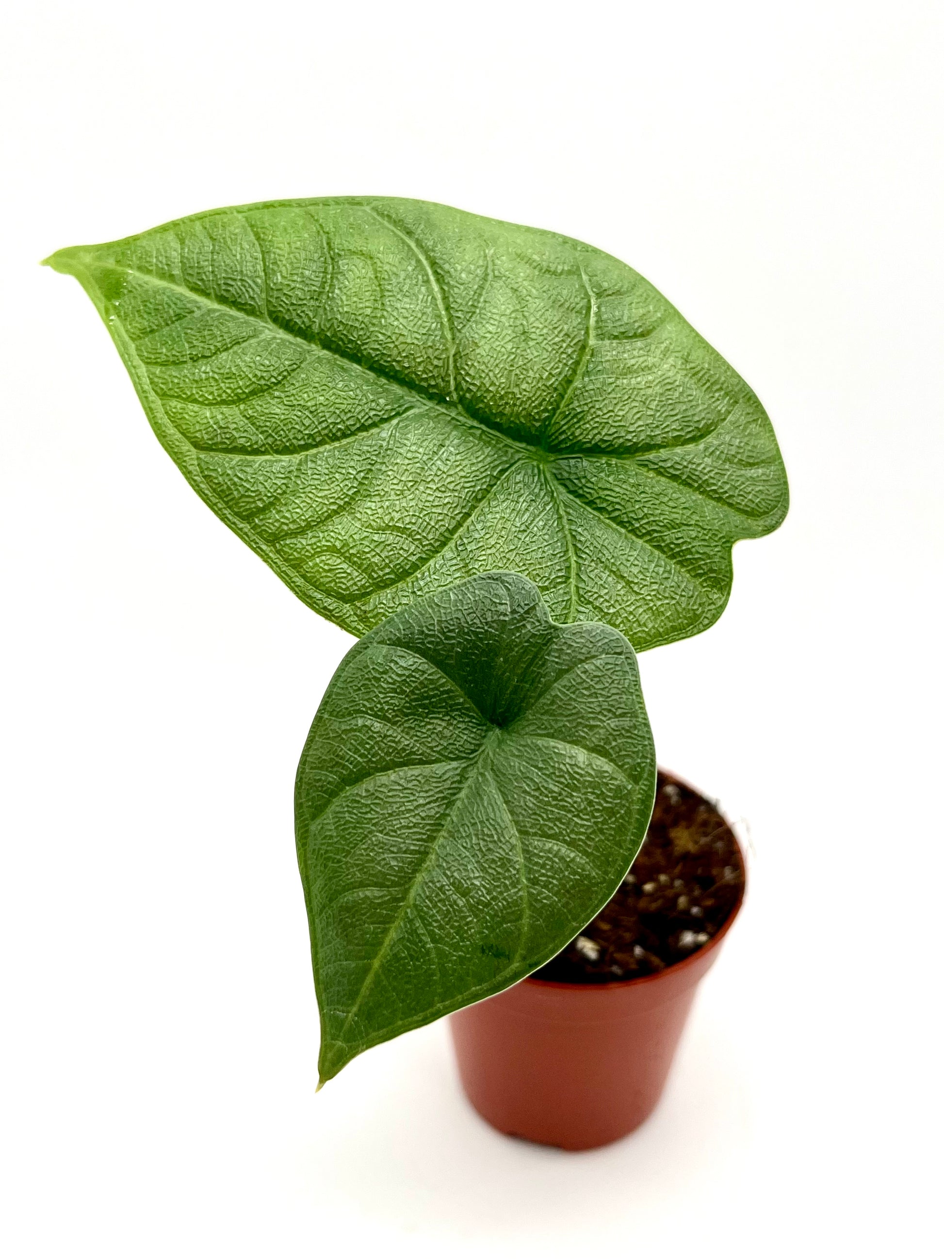 Alocasia Melo