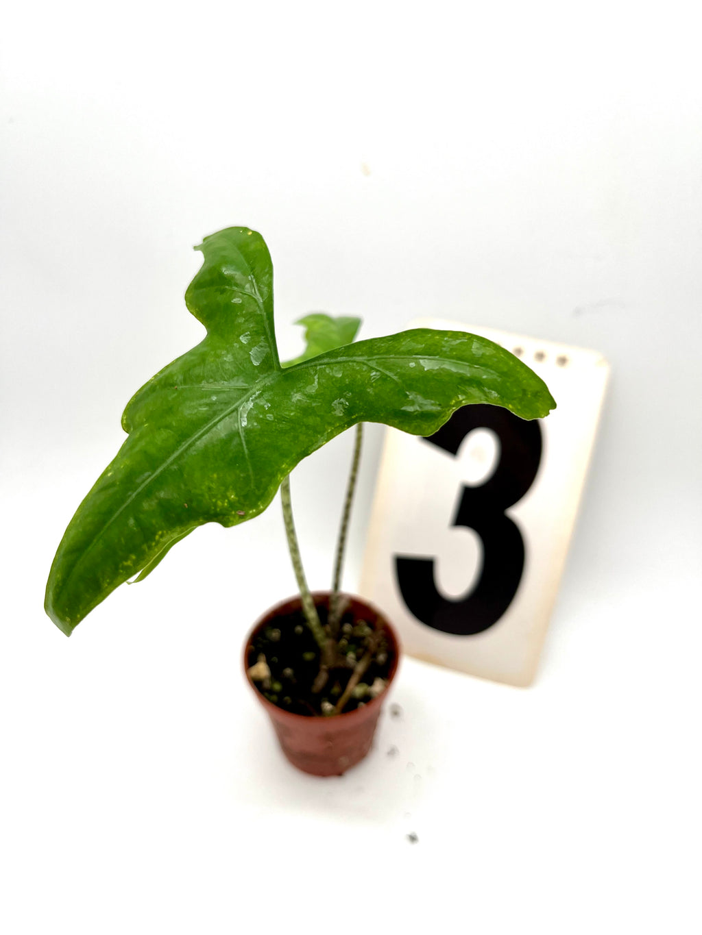 Alocasia Nycteris (Bat Wing)