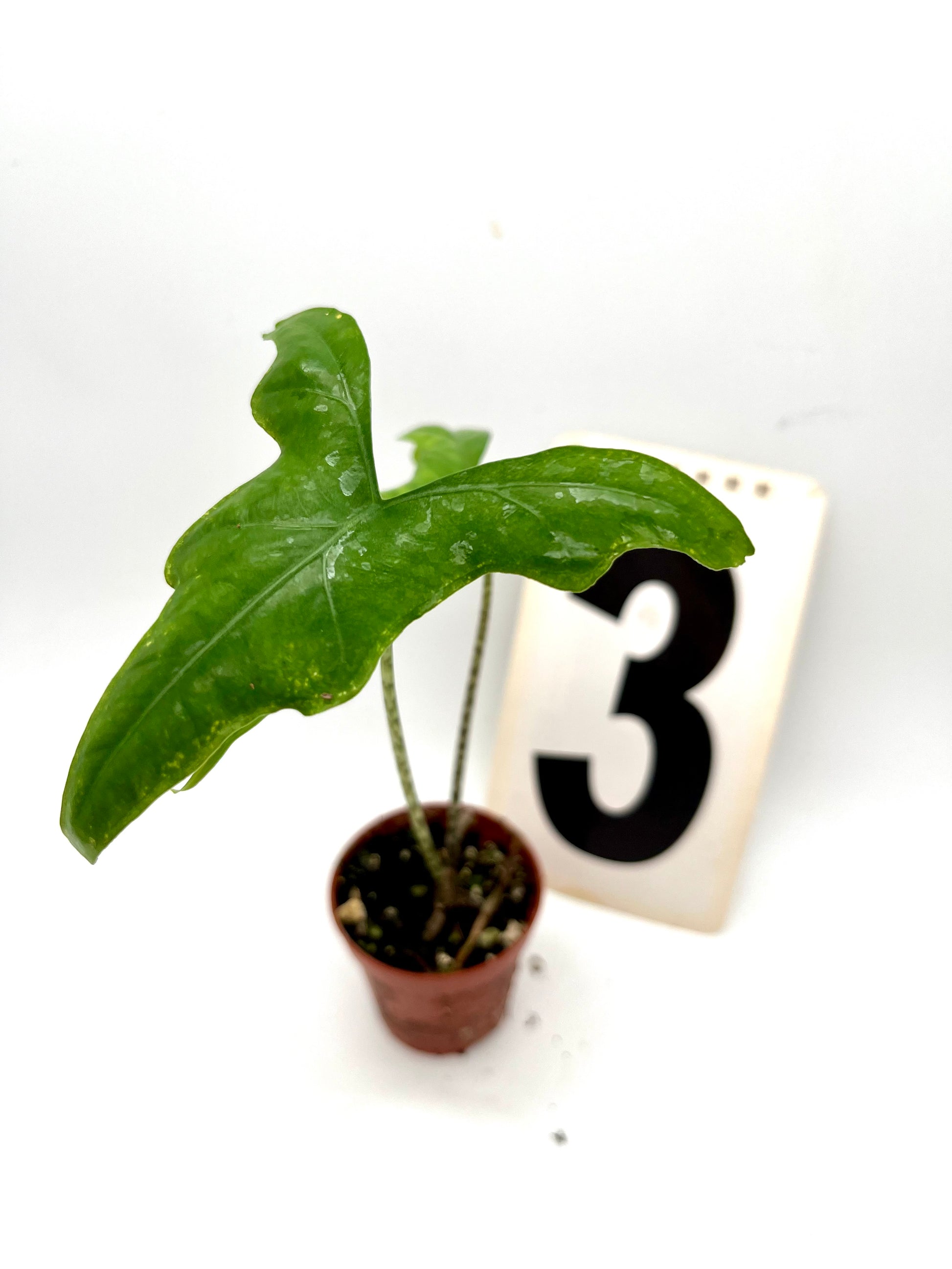 Alocasia Nycteris (Bat Wing)