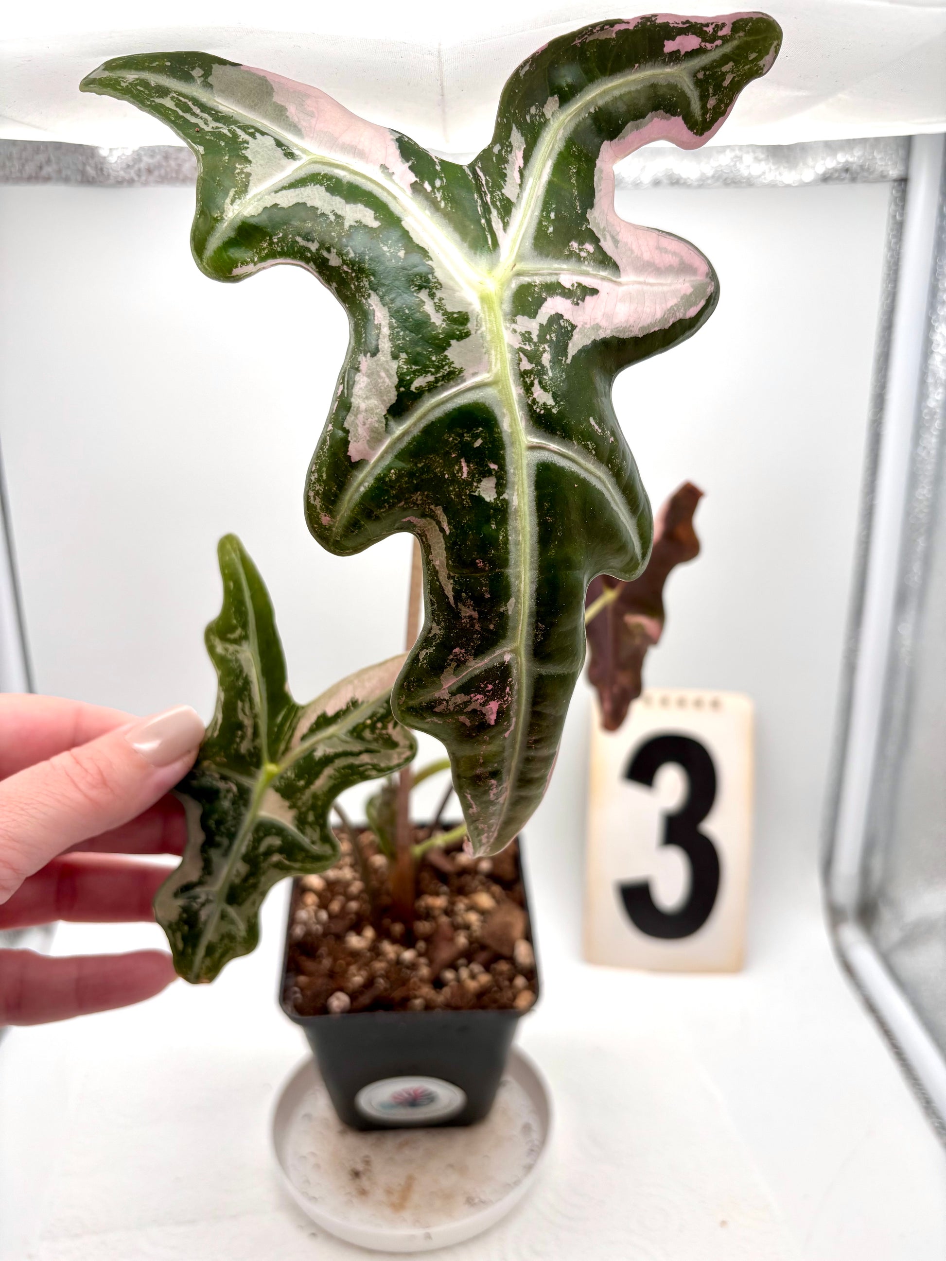 Alocasia Nobilis Variegata