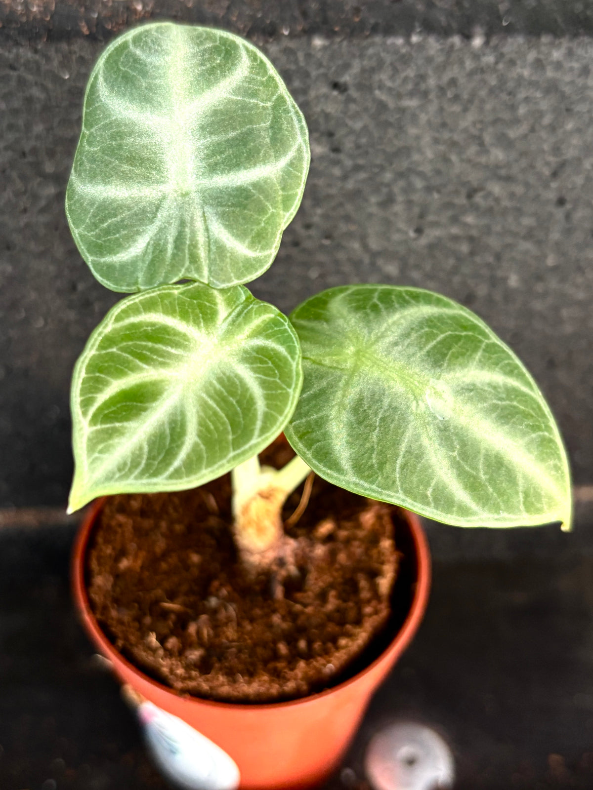 Alocasia Ninja