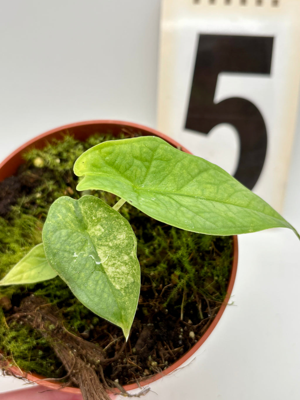 Alocasia Carpet sp Sulawesi Variegata