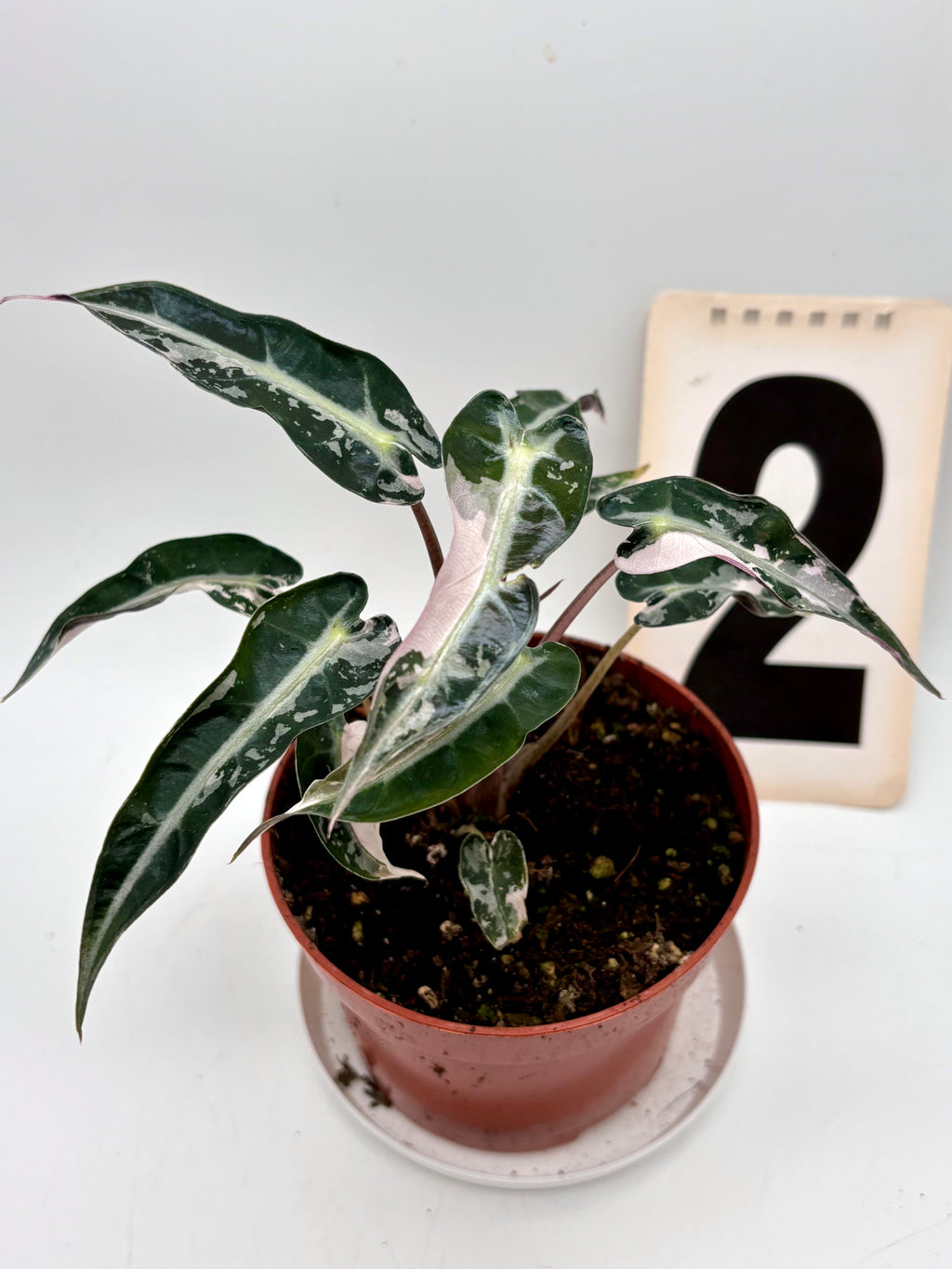 Alocasia Bambino Variegata