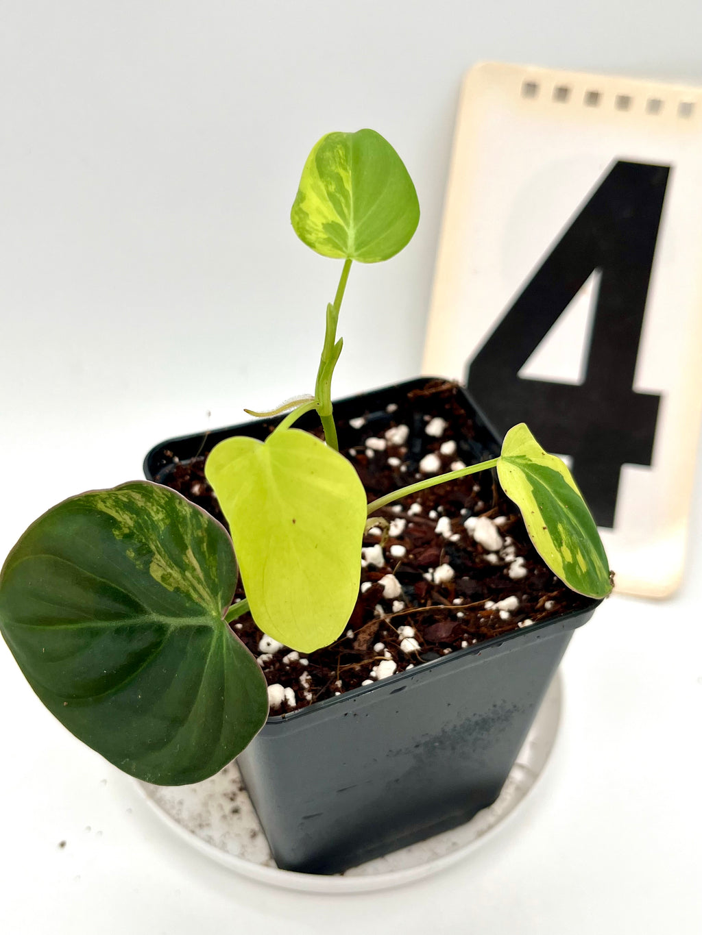 Philodendron Micans Variegata