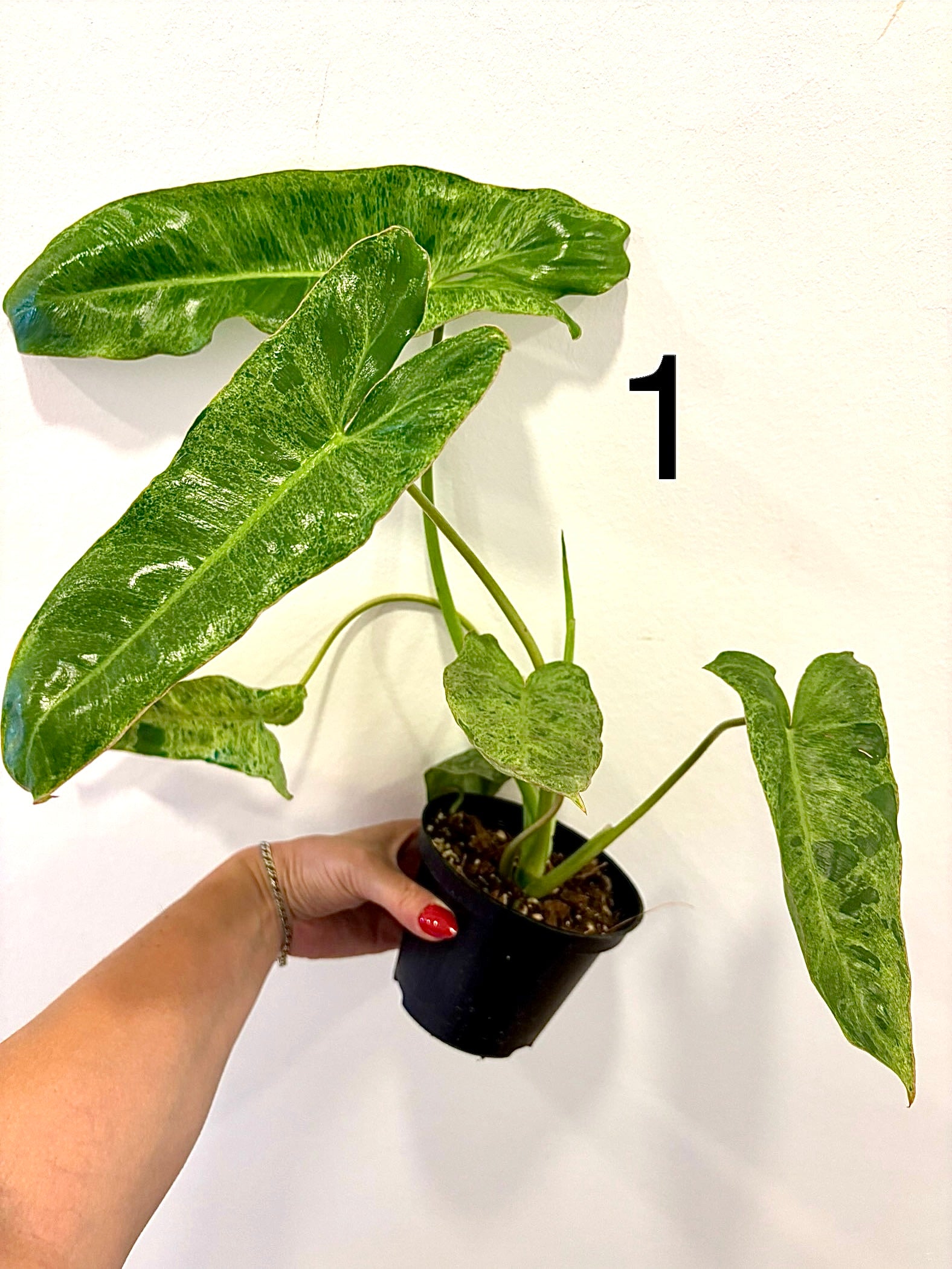 Grüner Philodendron Paraiso Verde von Exotic-Flowers mit großen, glänzenden Blättern, im Top auf einer weißen Oberfläche.