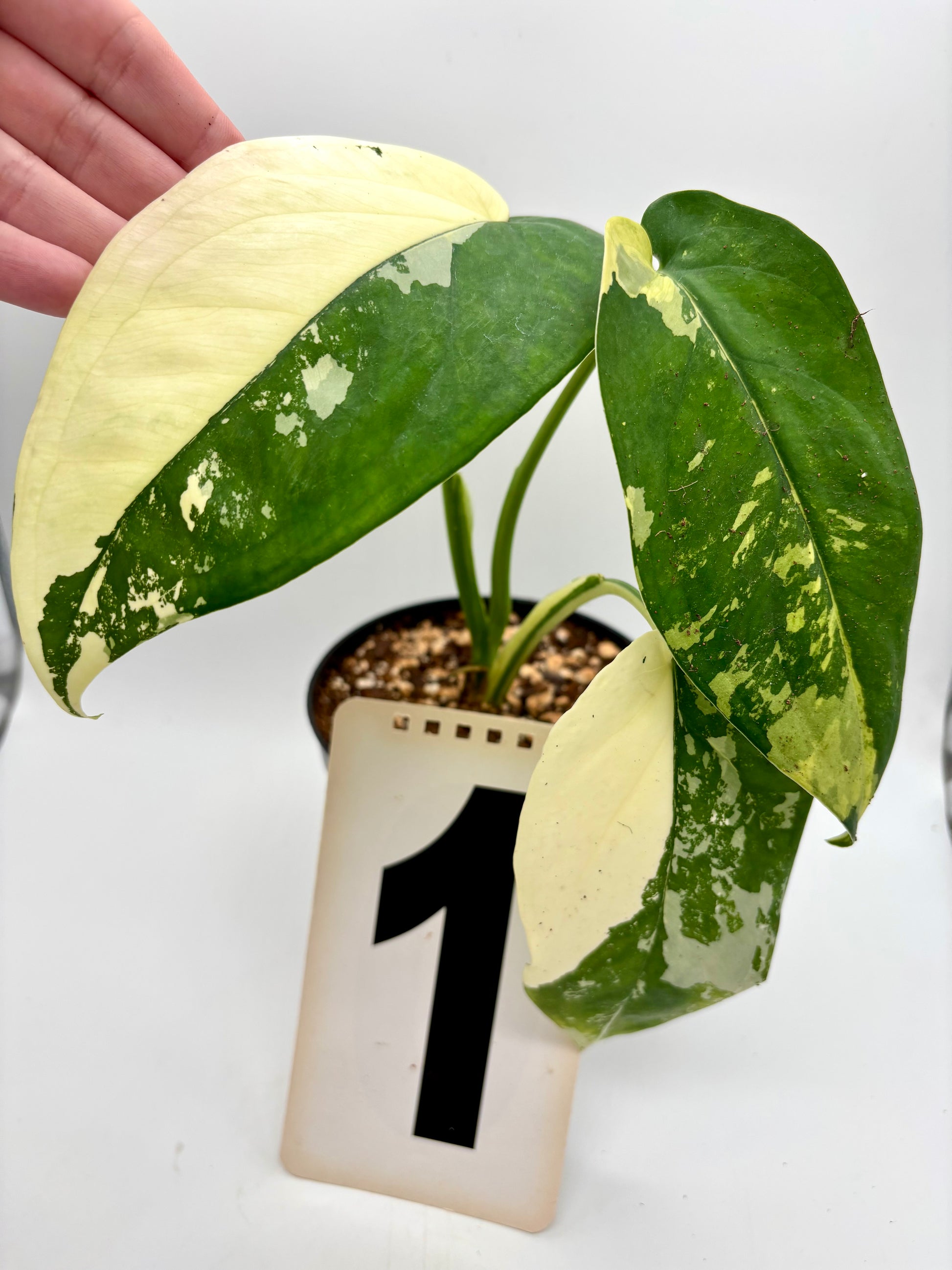 Syngonium Chiapense Variegata