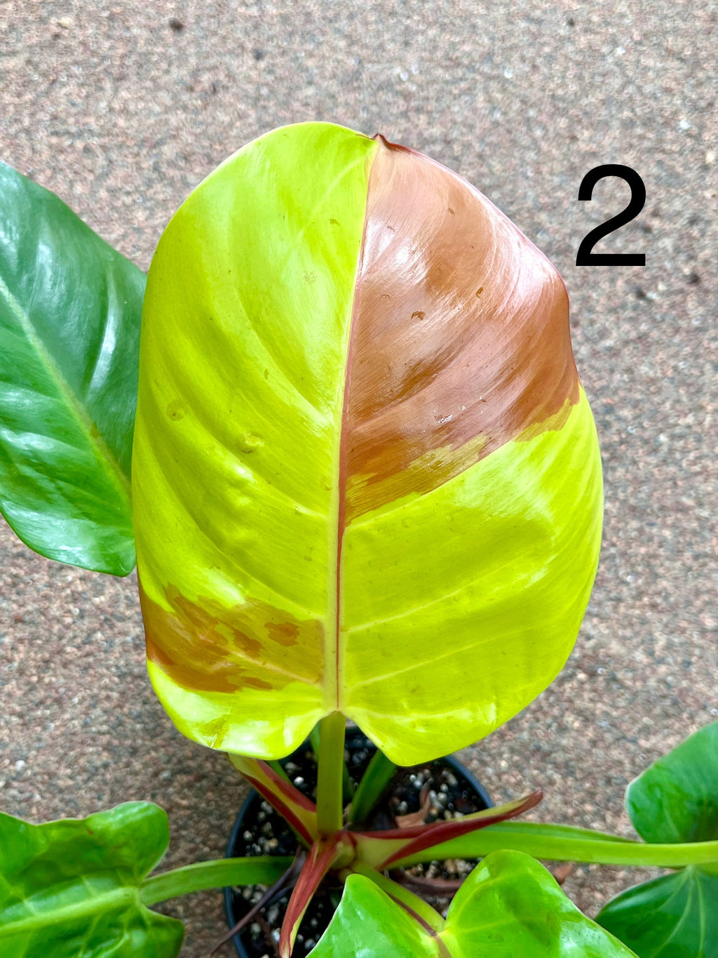 Philodendron Yellow Flame