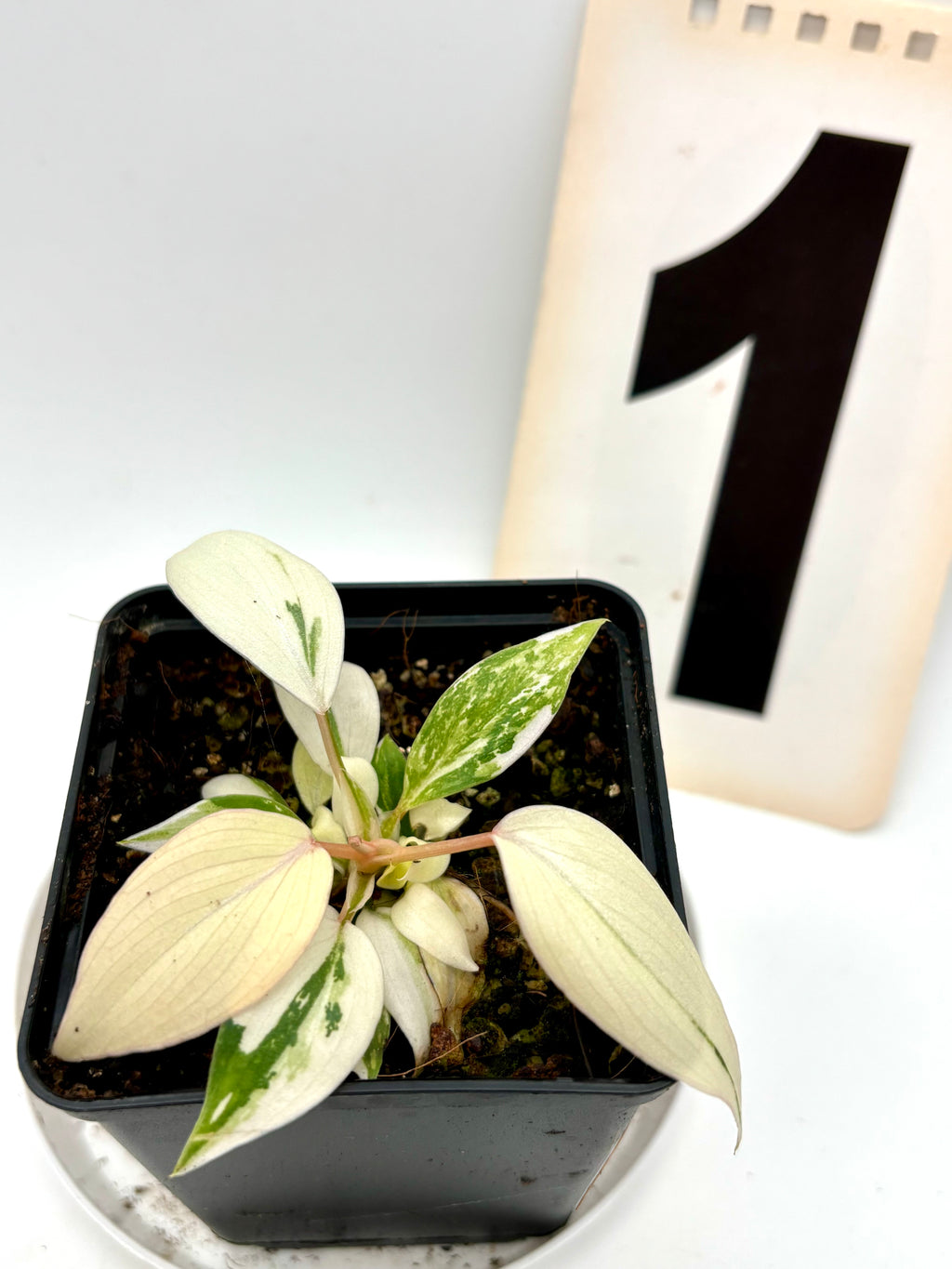 Philodendron Gloriosum Variegata Tricolor