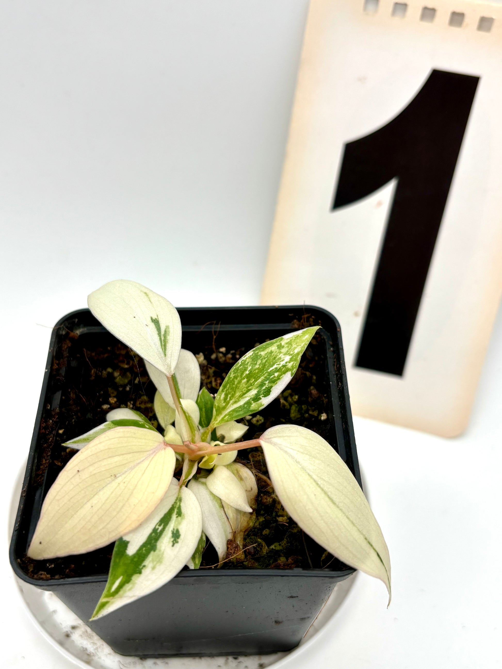 Philodendron Gloriosum Variegata Tricolor