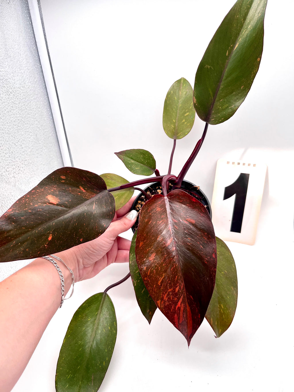 Philodendron Orange Princess