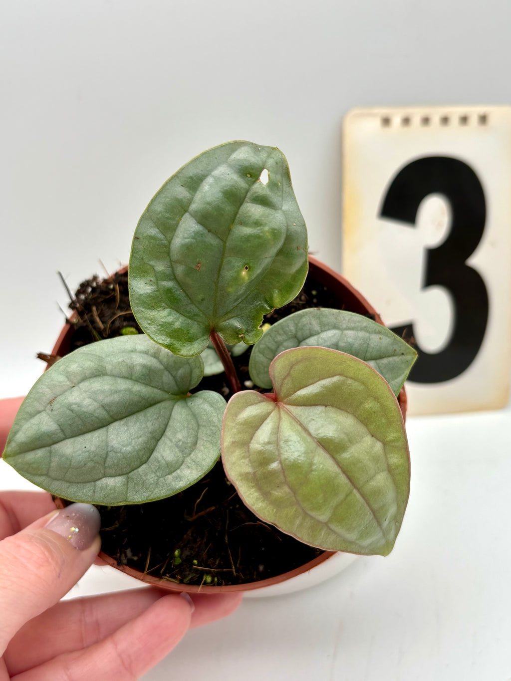 Anthurium Luxurians - Exotic-Flowers