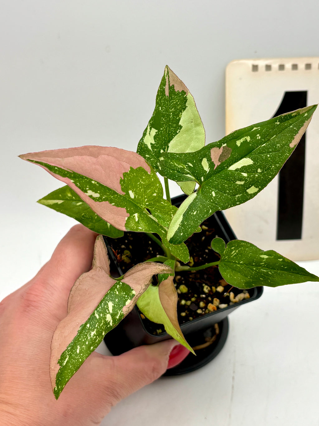 Syngonium Red Spot Tricolor Pflanze von Exotic-Flowers mit roten, grünen und weißen Blättern, lebendiges Zimmerpflanzen-Design