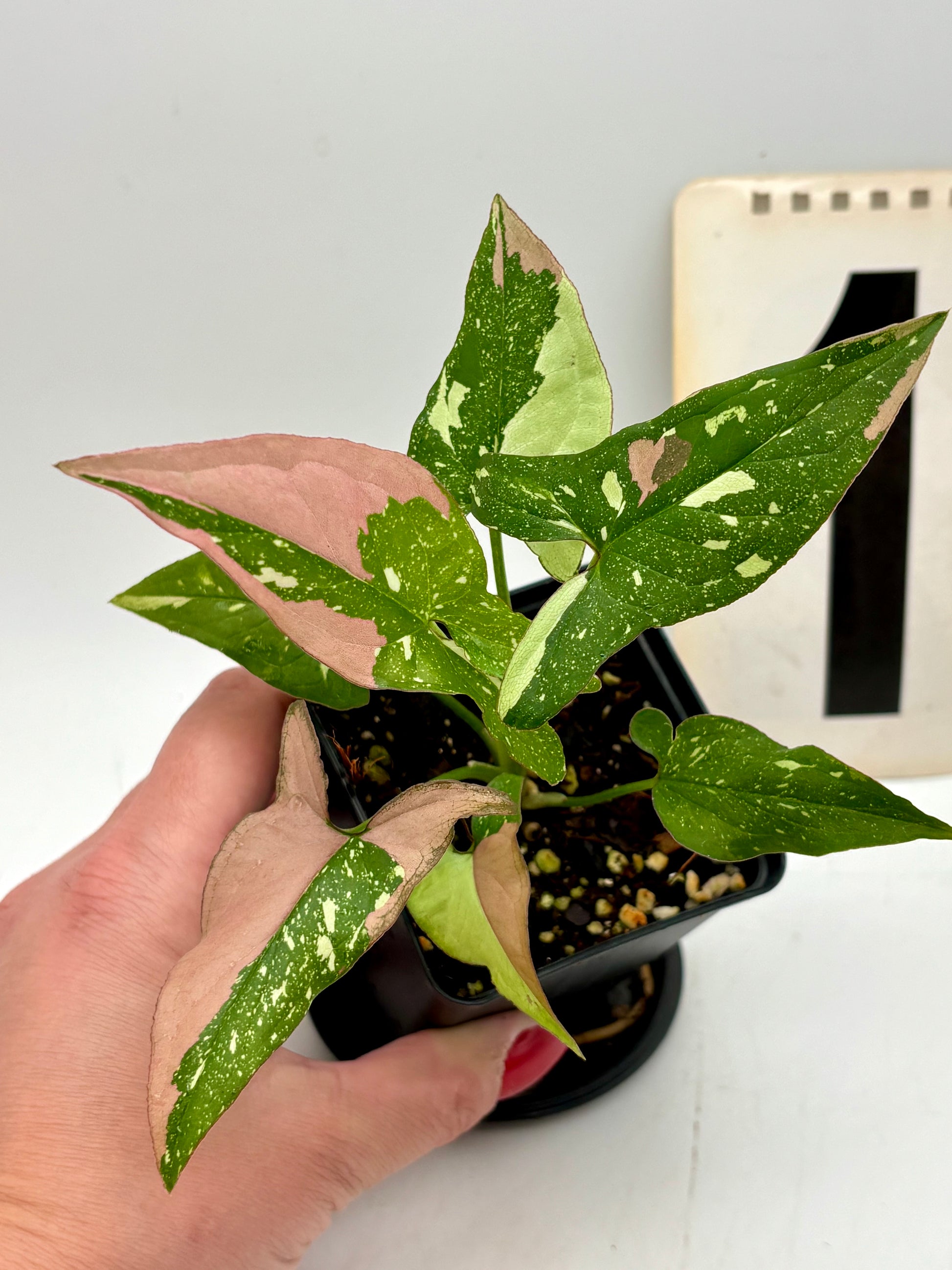 Syngonium Red Spot Tricolor Pflanze von Exotic-Flowers mit roten, grünen und weißen Blättern, lebendiges Zimmerpflanzen-Design