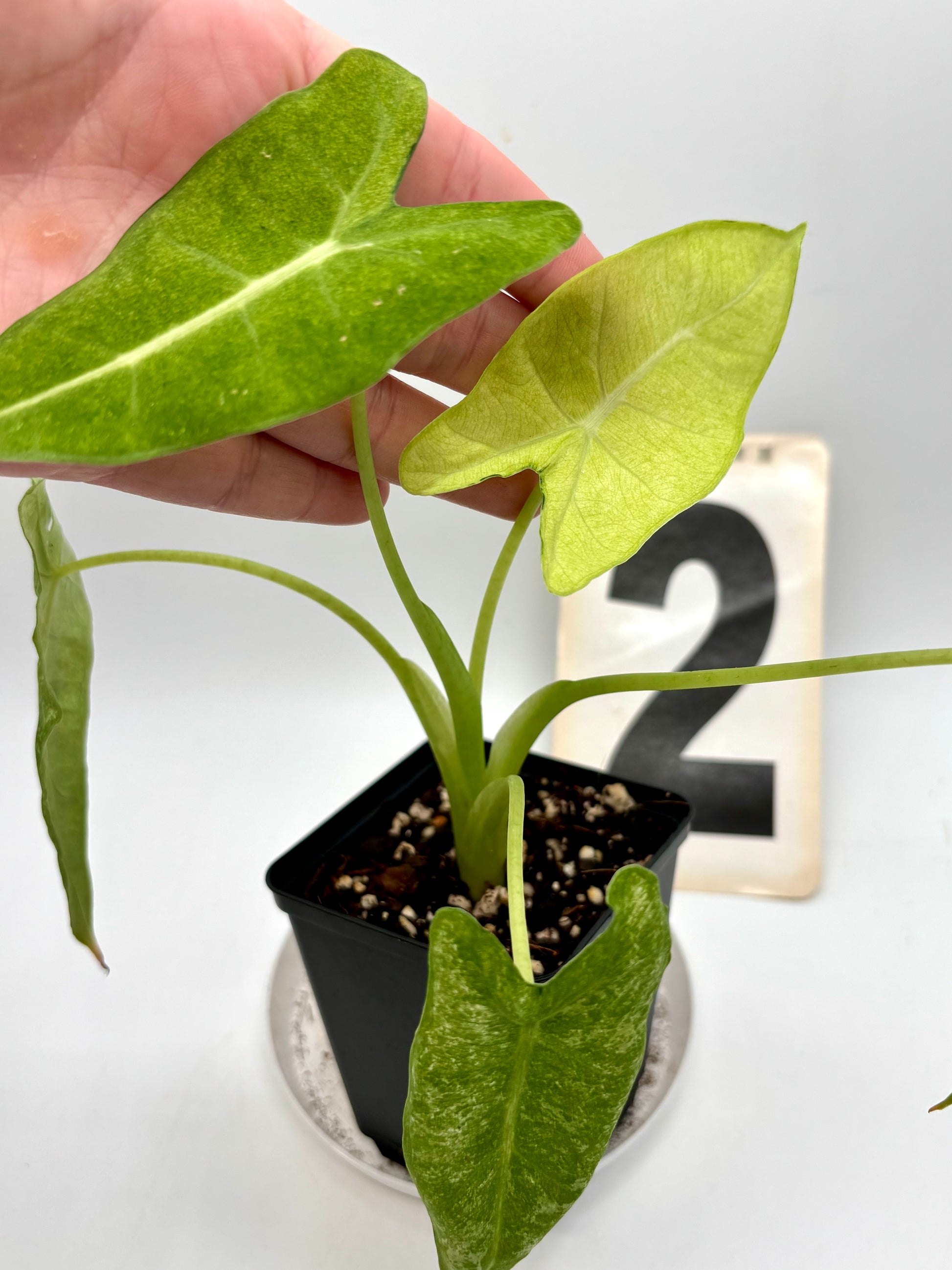 Alocasia Frydek Mint