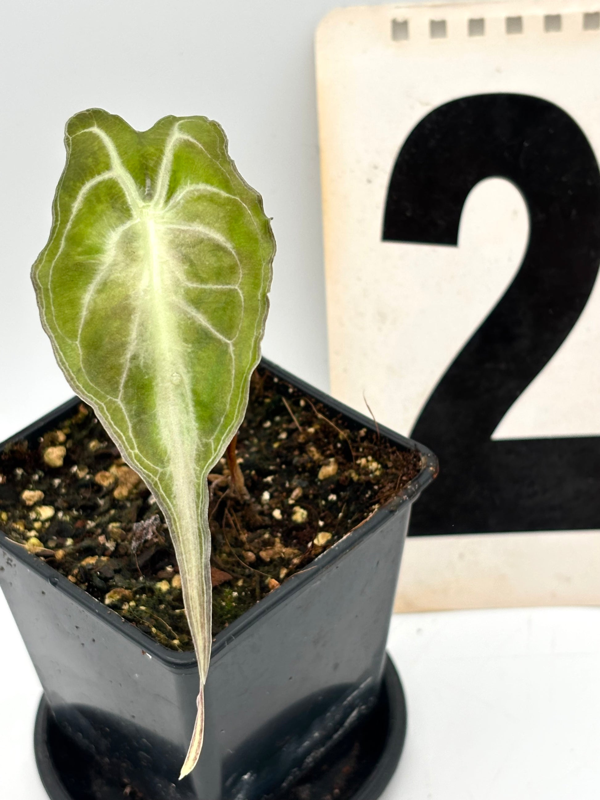 Alocasia Venom