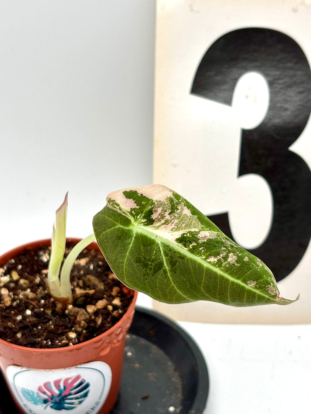 Alocasia Black Velvet Variegata - Exotic-Flowers