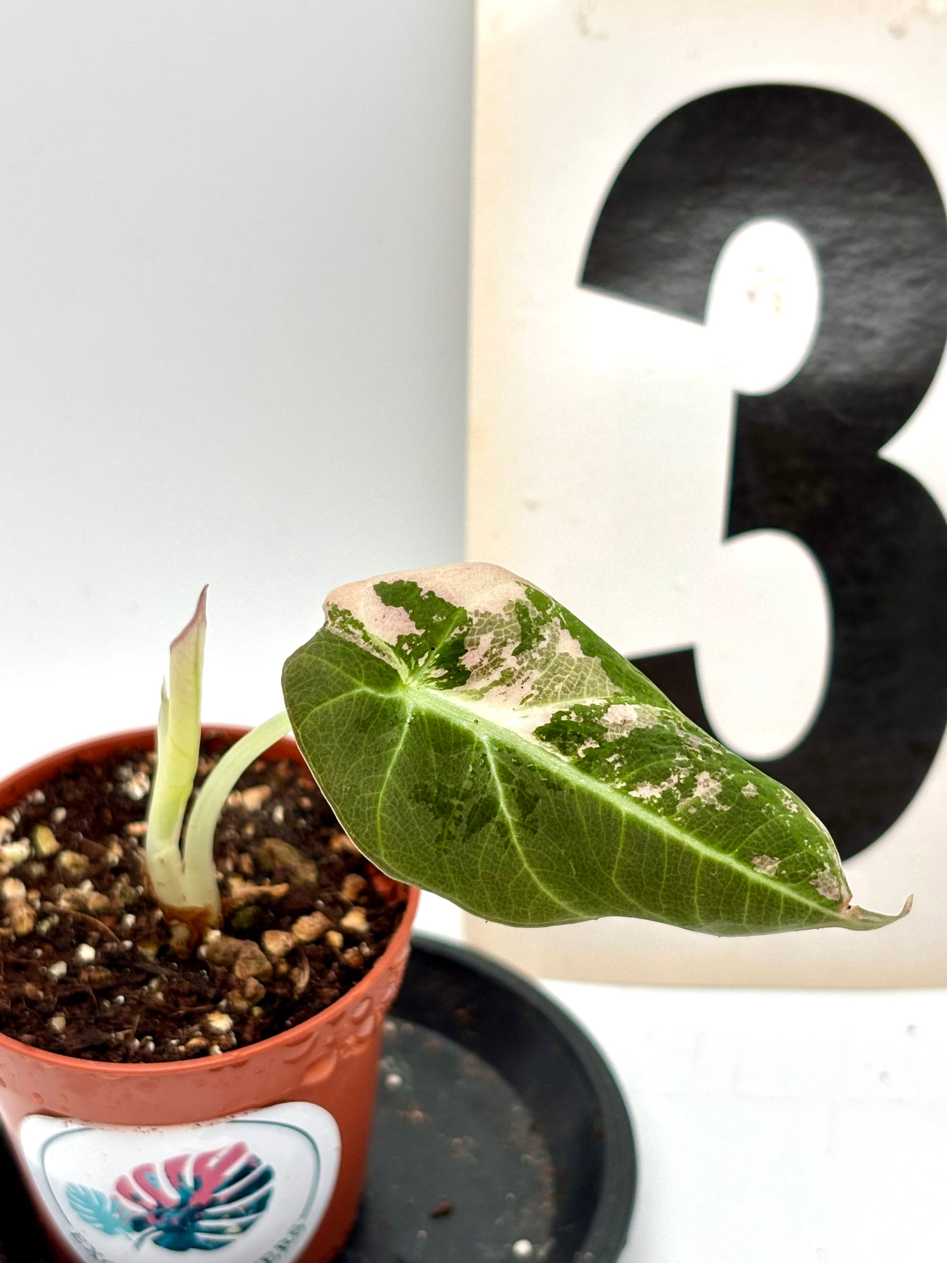 Alocasia Black Velvet Variegata - Exotic-Flowers
