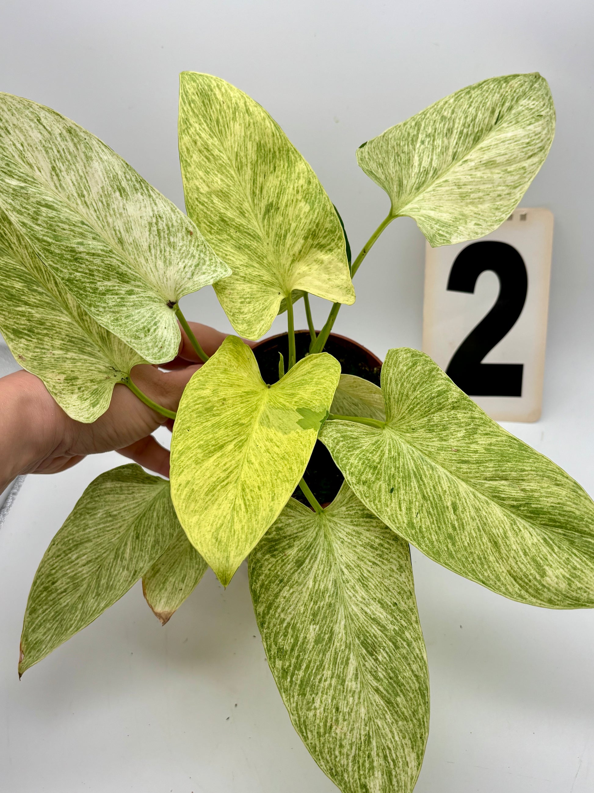 Homalomena Sulcata Cream Frost